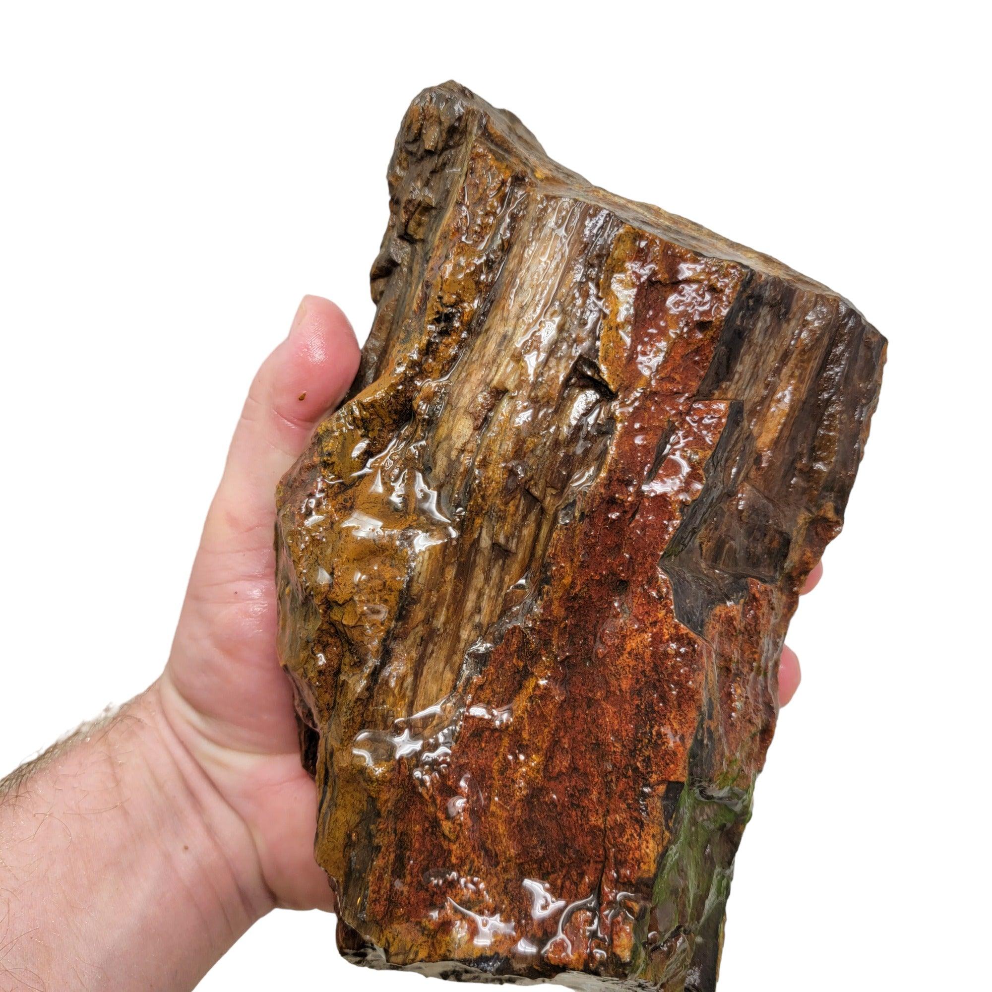 Oregon-Washington Petrified Wood Rough Chunk Display Stone #R340-Photo1