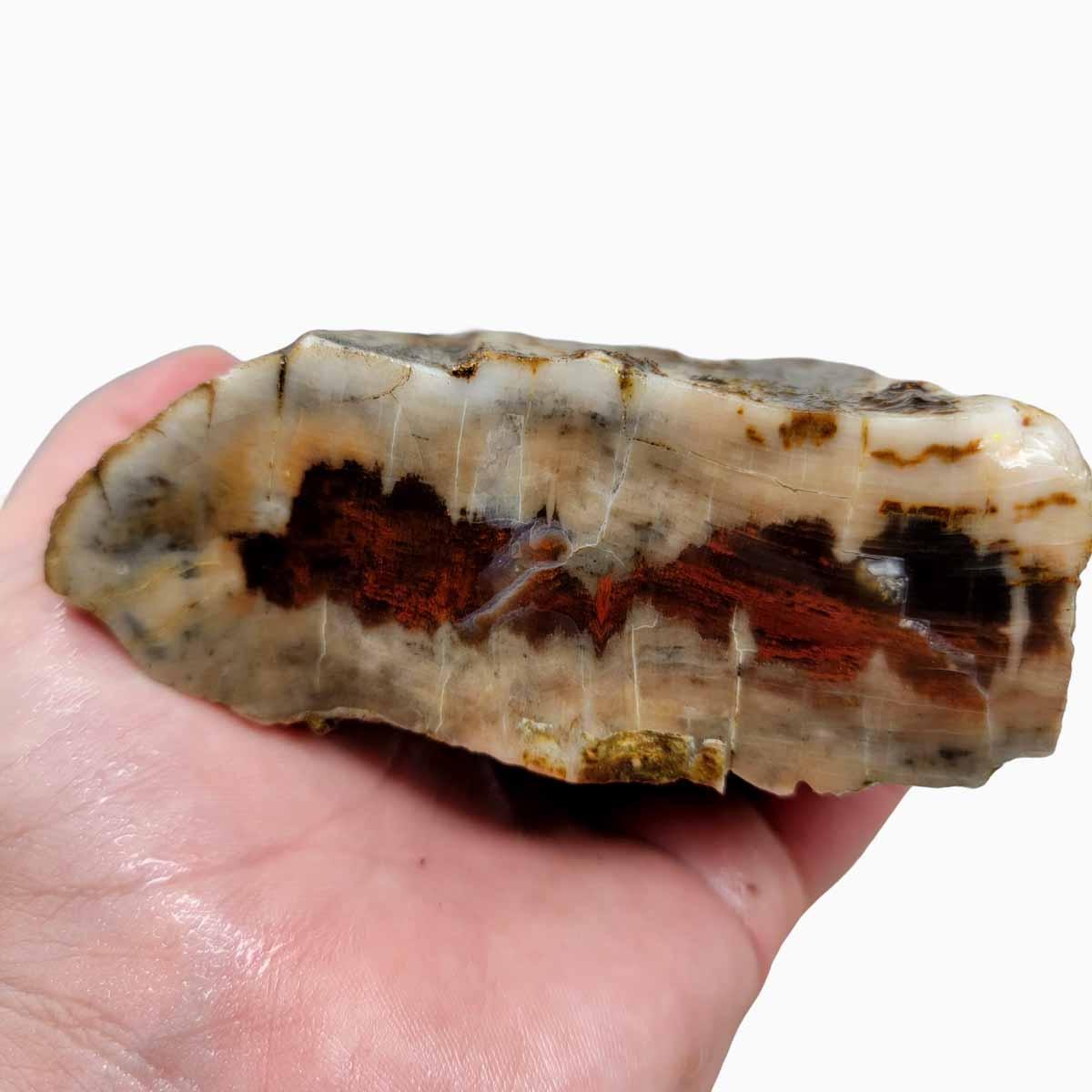 Oregon-Washington Petrified Wood Rough Chunk! - LapidaryCentral