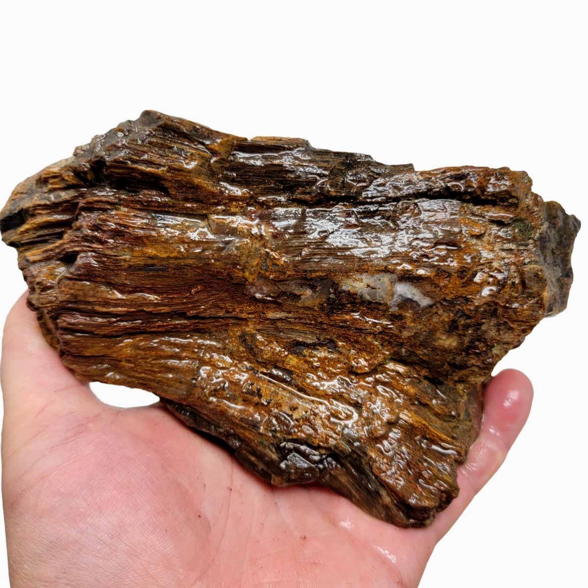 Oregon-Washington Petrified Wood Rough Chunk! - LapidaryCentral