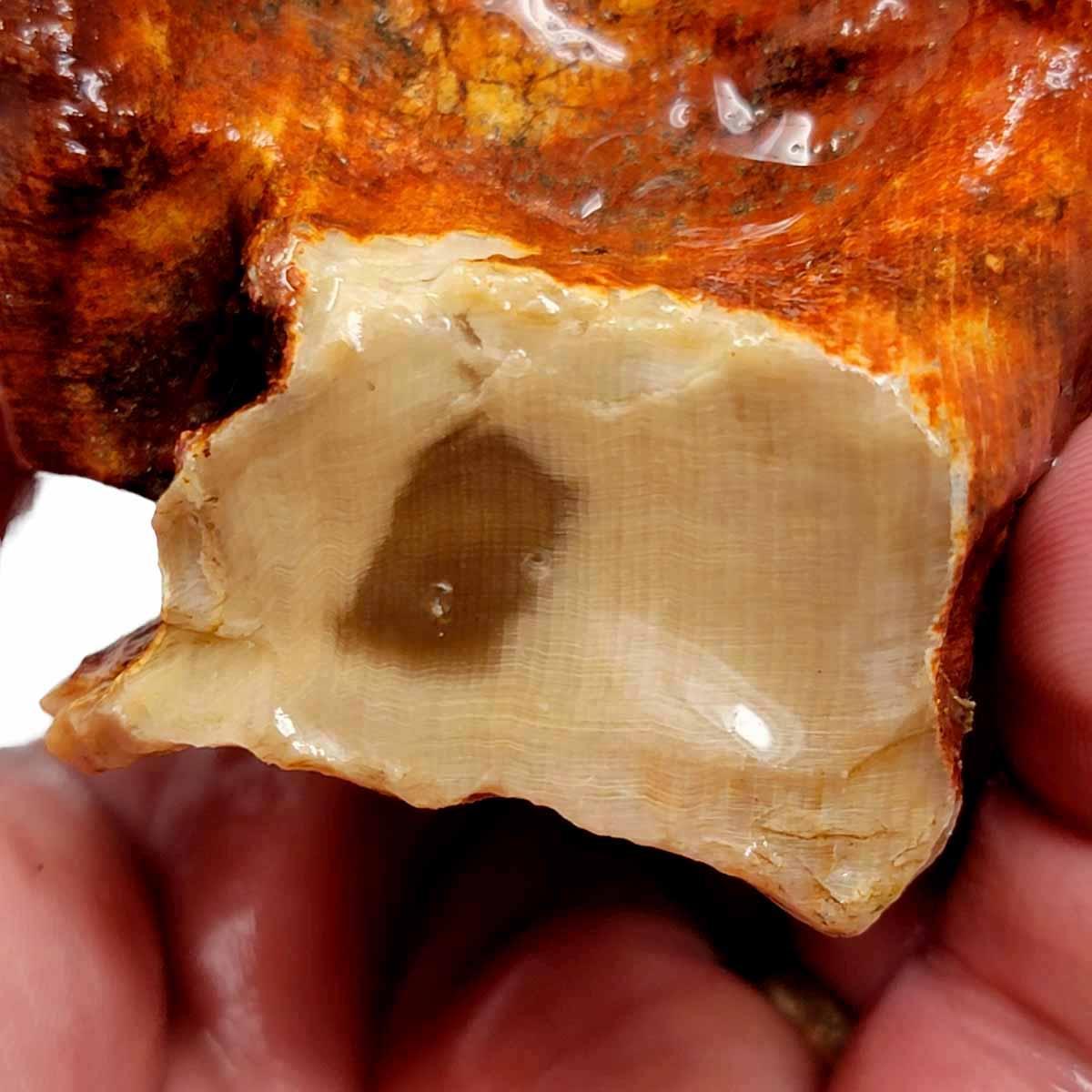 Petrified Wood Rough Chunk! - LapidaryCentral