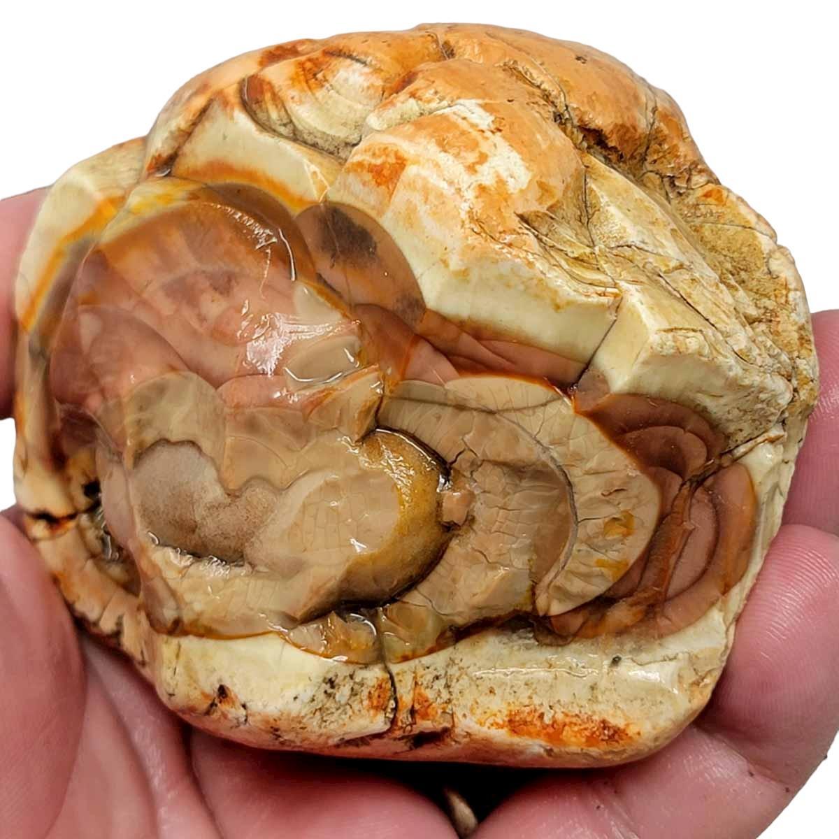 Royal Imperial Jasper Rough Chunk! - LapidaryCentral