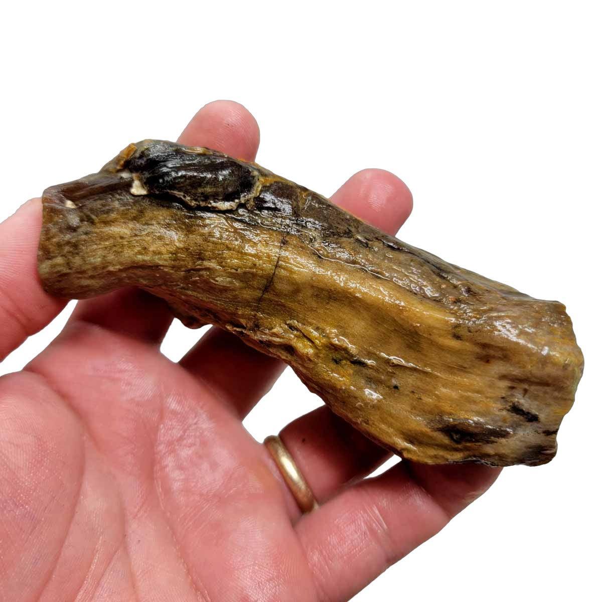 Saddle Mountain Petrified Wood Rough Chunk – Preserved Wood Pattern Display! #R297-Photo1