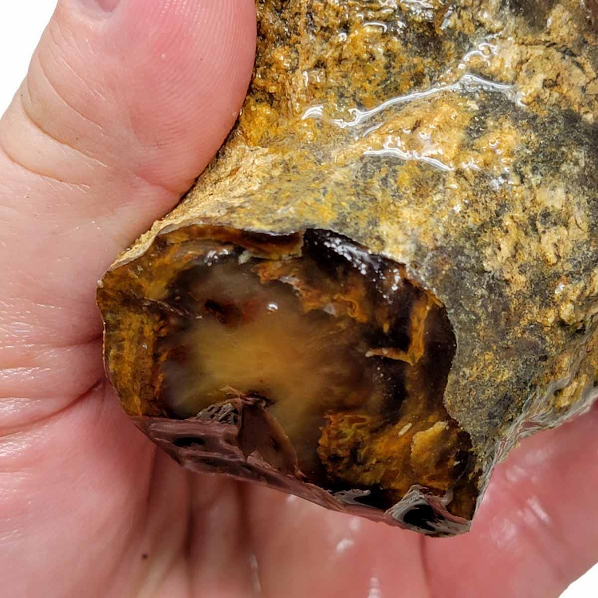 Saddle Mountain Petrified Wood Rough Chunk – Natural Wood Pattern Display! #R248-Photo1