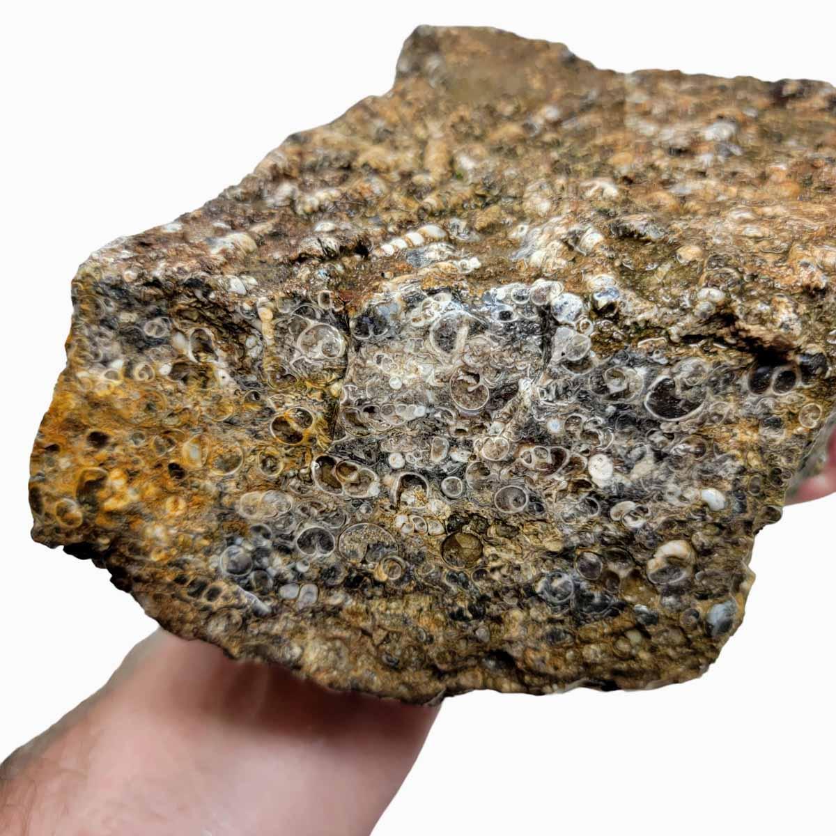 Wyoming Fossil Turritella Rough Chunk - Silicated Snail Fossils! #R240-Photo1