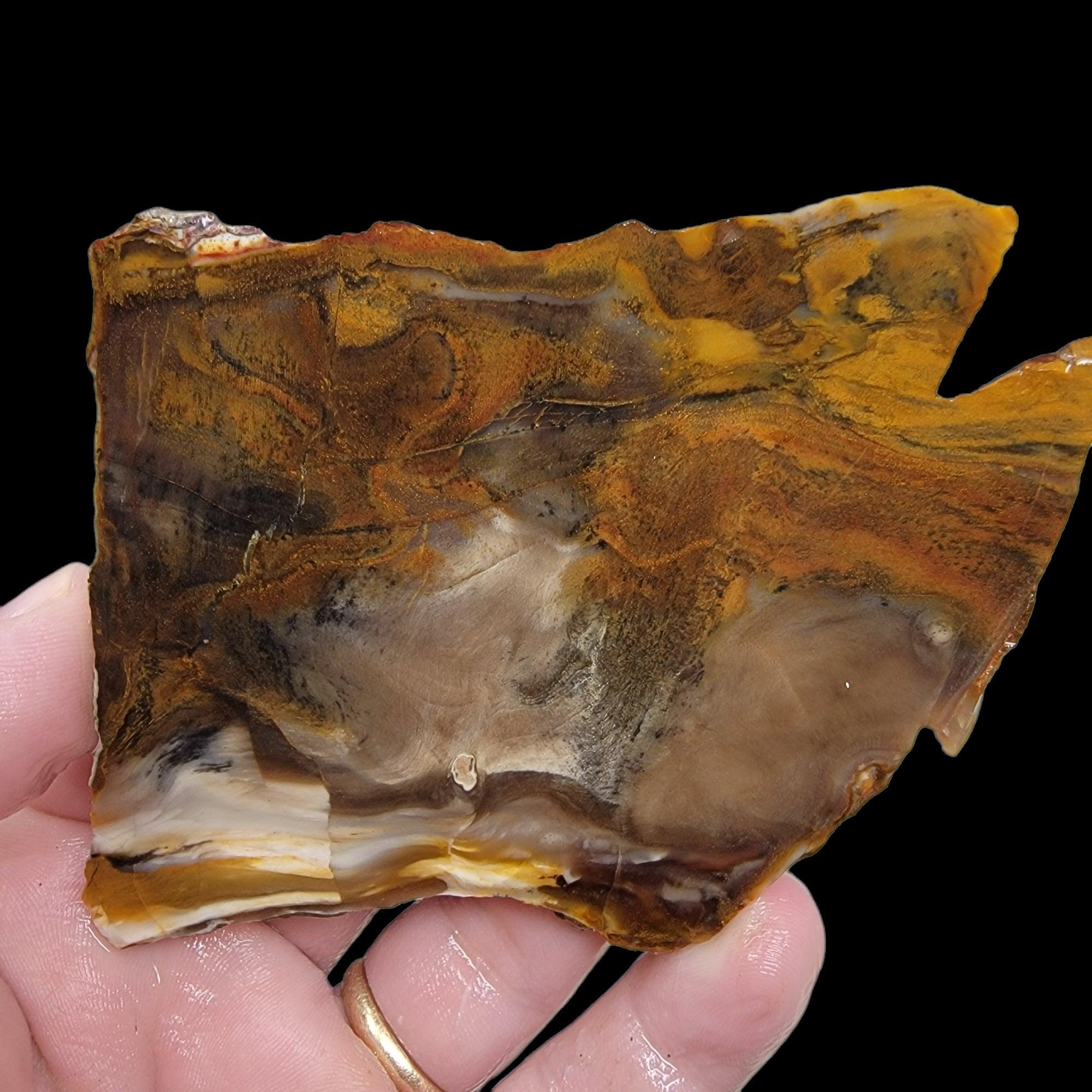 Old Stock Petrified Wood Slab! Lapidary Stone Slab! - LapidaryCentral