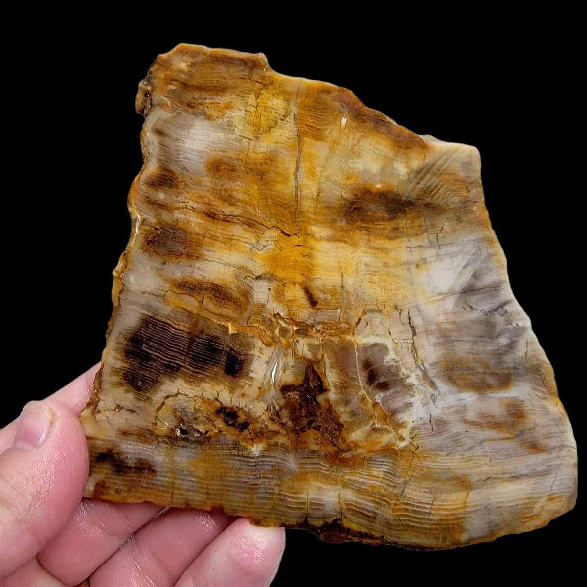 Old Stock Petrified Wood Slab! Lapidary Stone Slab! - LapidaryCentral