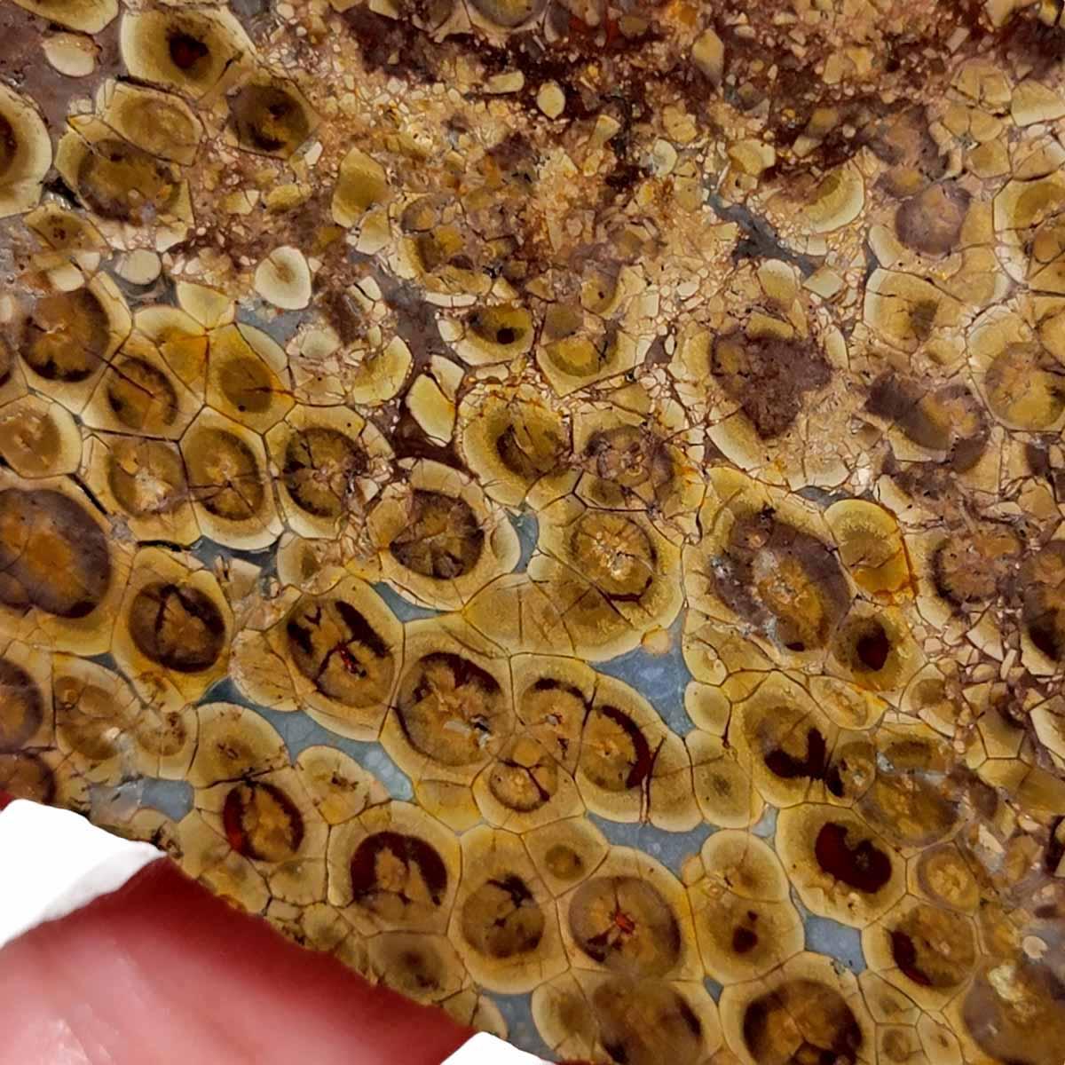 Old Stock Oregon Oolite Slab! Lapidary Stone Slab! - LapidaryCentral