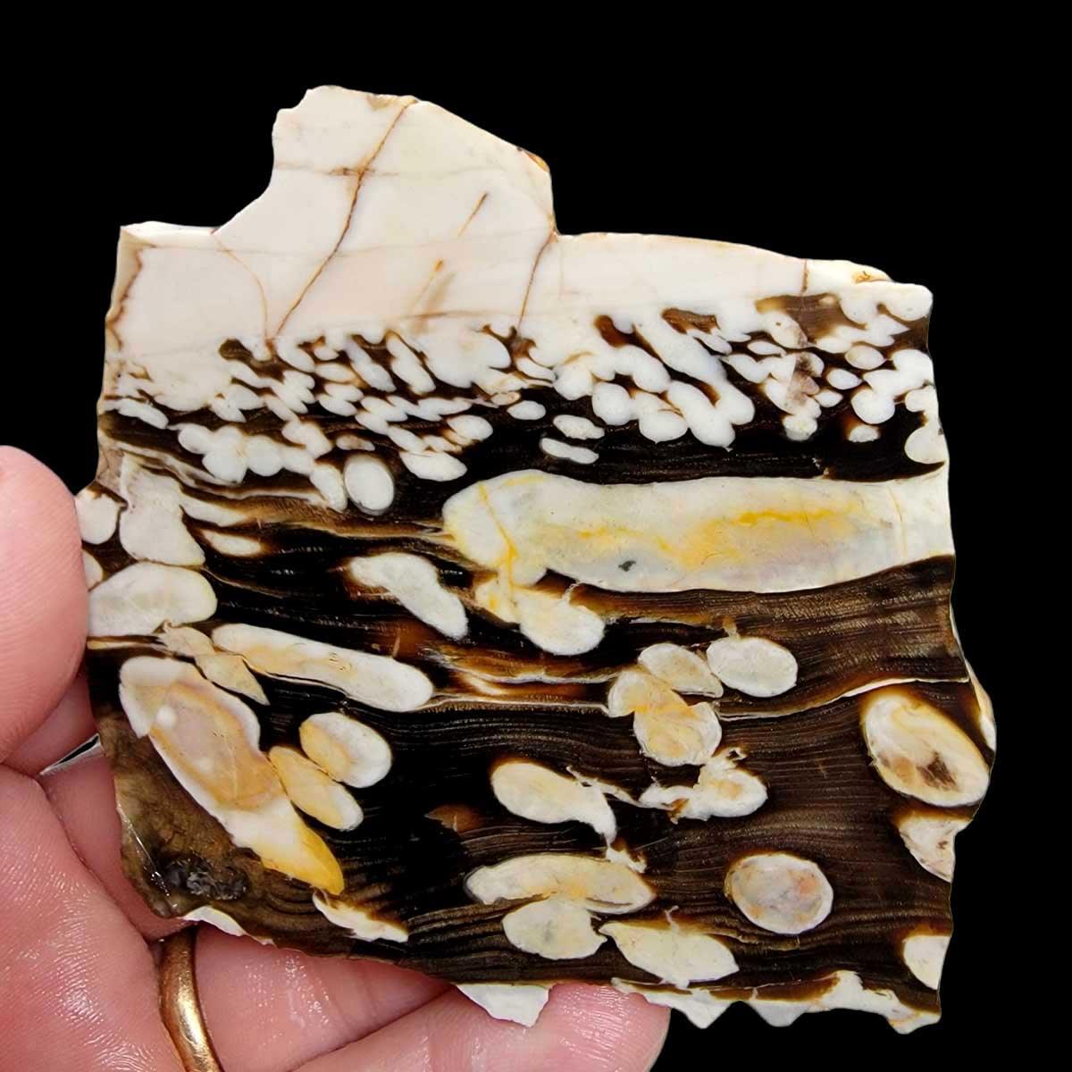 Fossil Peanut Wood Petrified Wood Slab! Lapidary Stone Slab! - LapidaryCentral