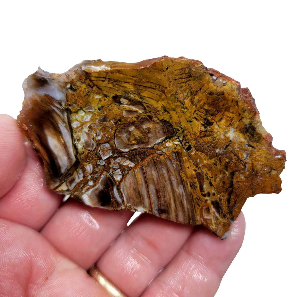 Texas Shrinkwood Petrified Wood Slab! - LapidaryCentral