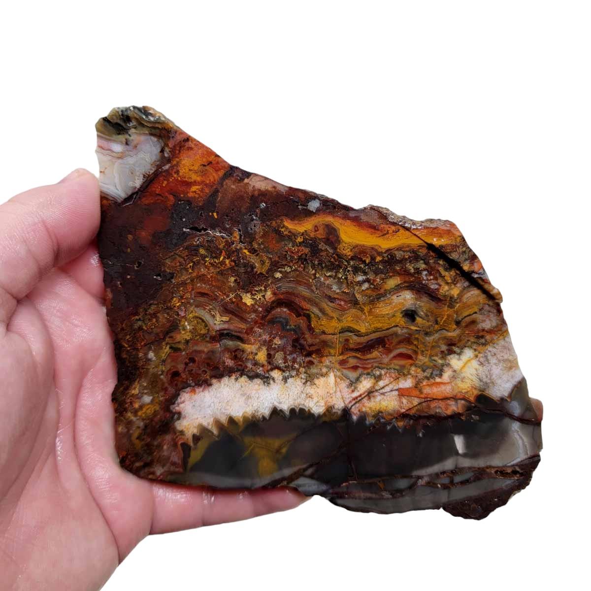Sarape Jasper Slab! Lapidary Stone Slab! Crazy Lace Relative - Lapidary Central