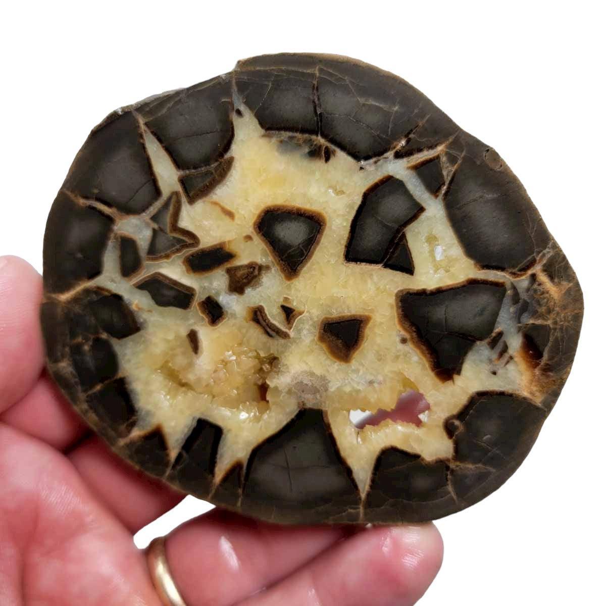 Septarian Nodule Slab! Lapidary Stone Slab! - LapidaryCentral