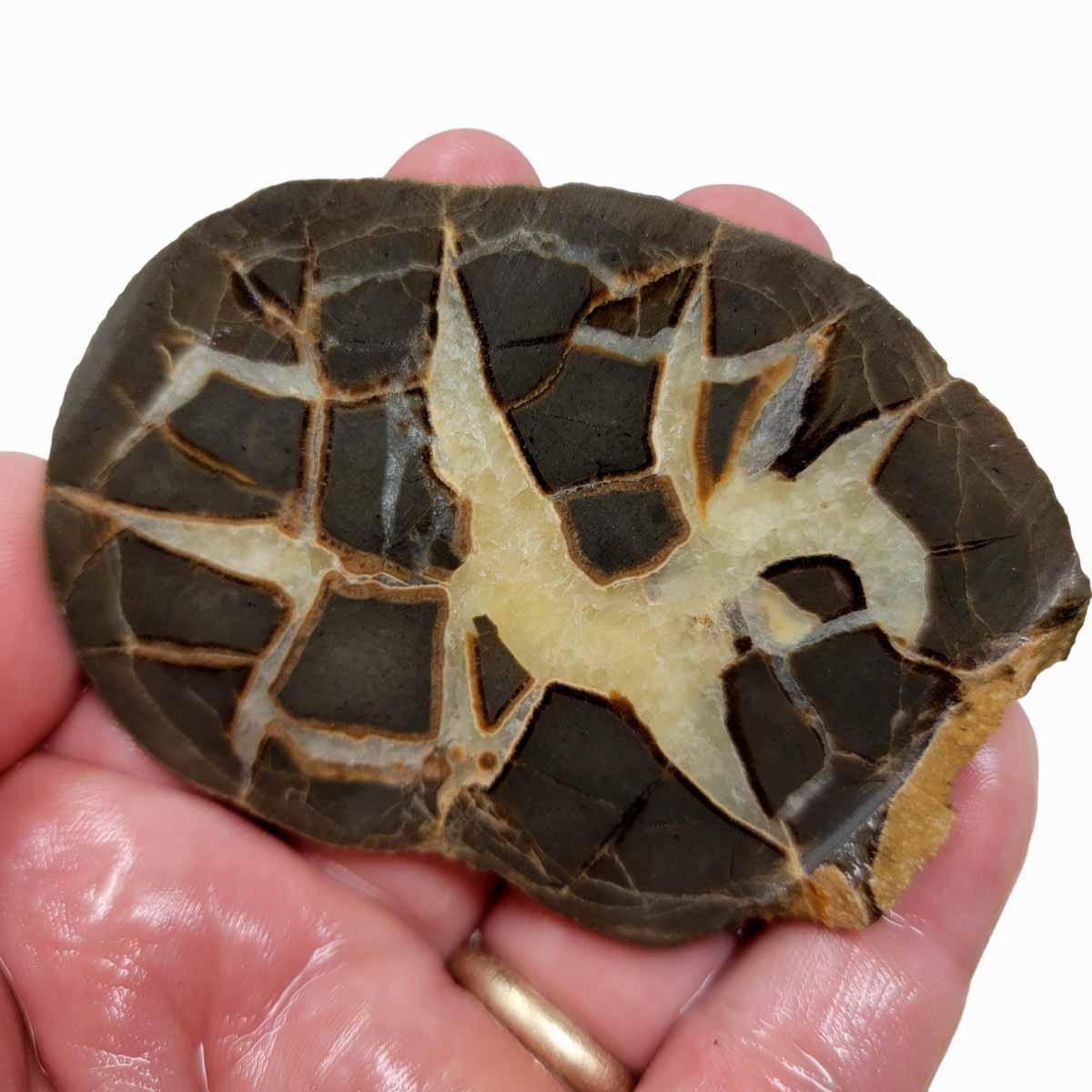 Septarian Nodule Slab! Lapidary Stone Slab! - LapidaryCentral