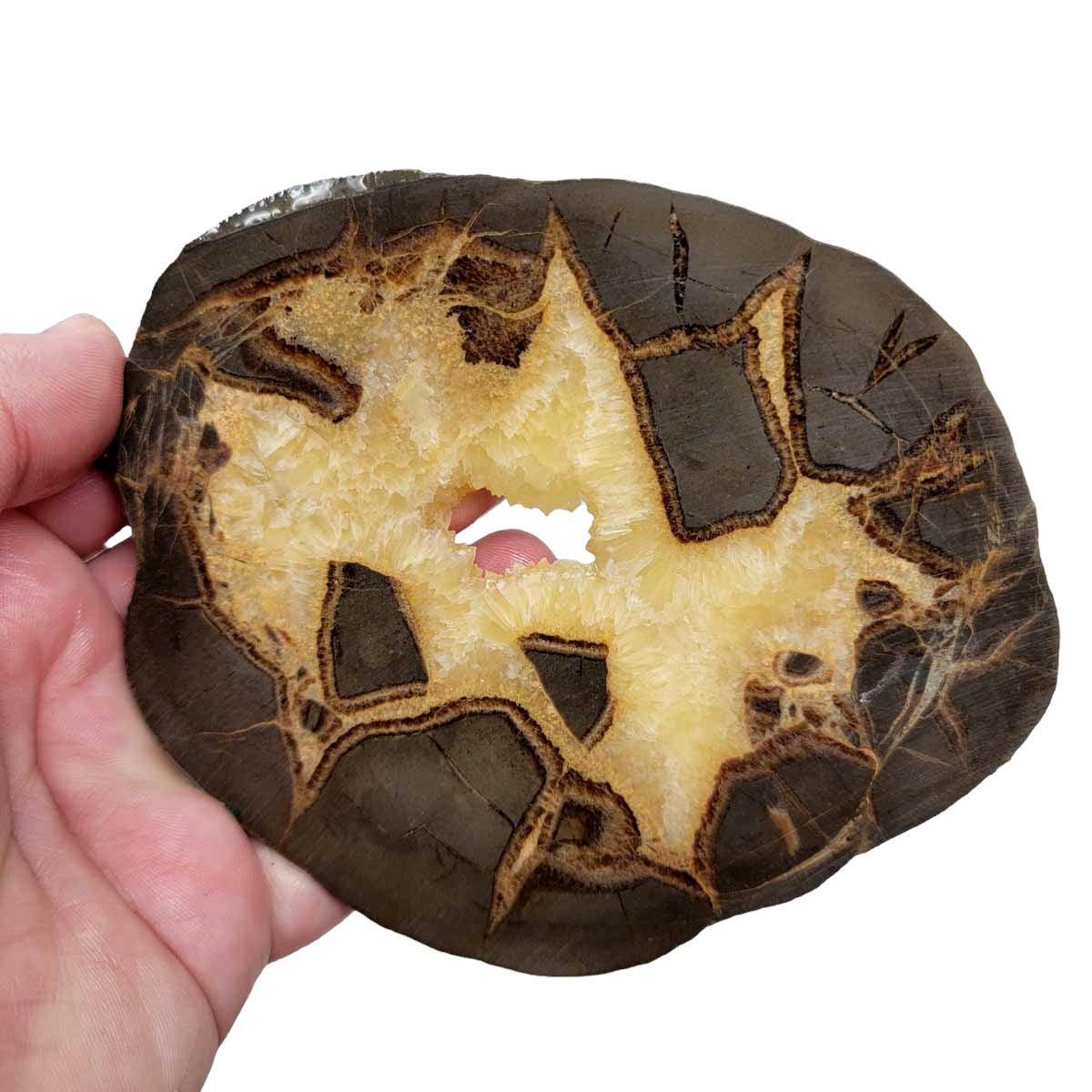 Septarian Nodule Slab! Lapidary Stone Slab! - LapidaryCentral
