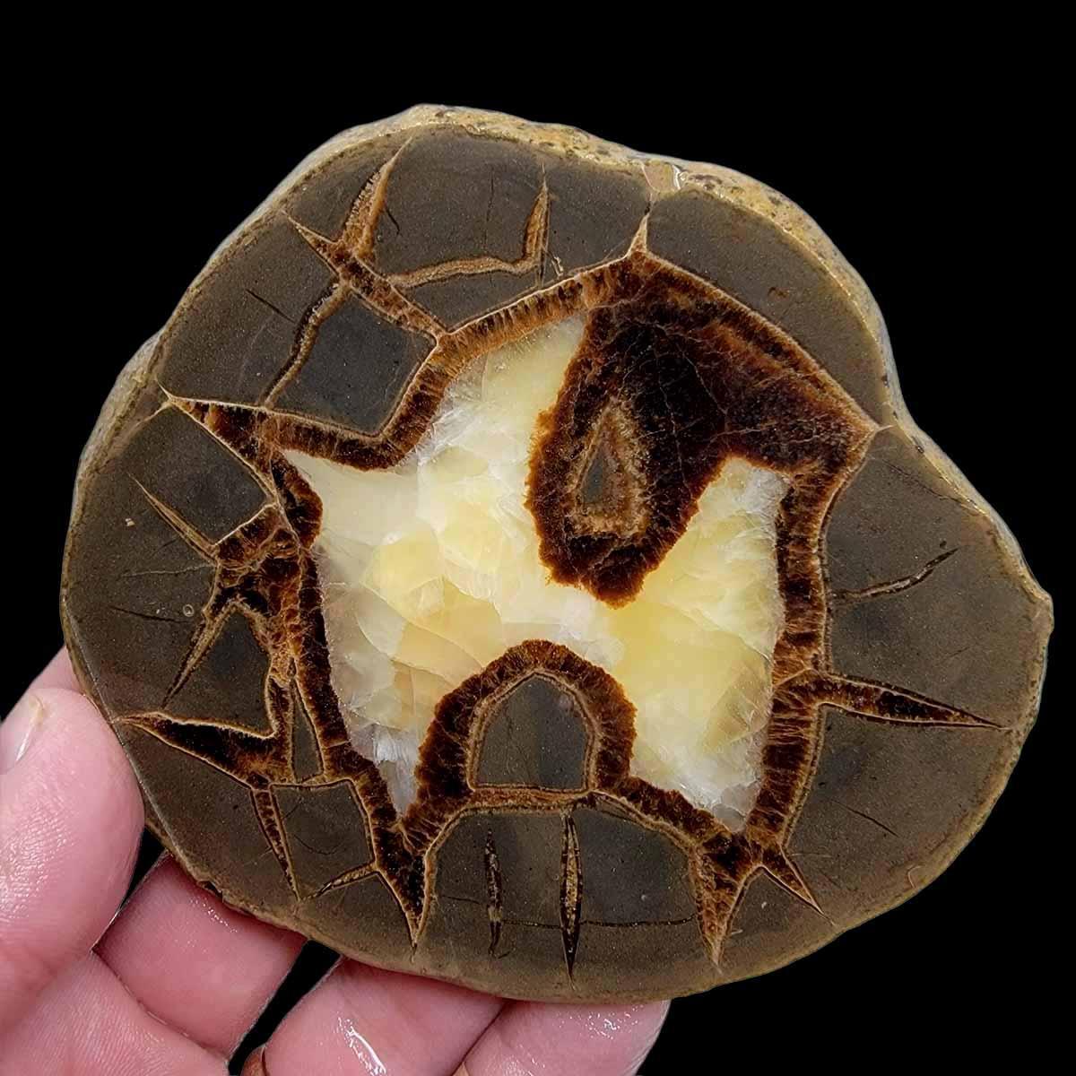 Septarian Nodule Slab! Lapidary Stone Slab! - LapidaryCentral