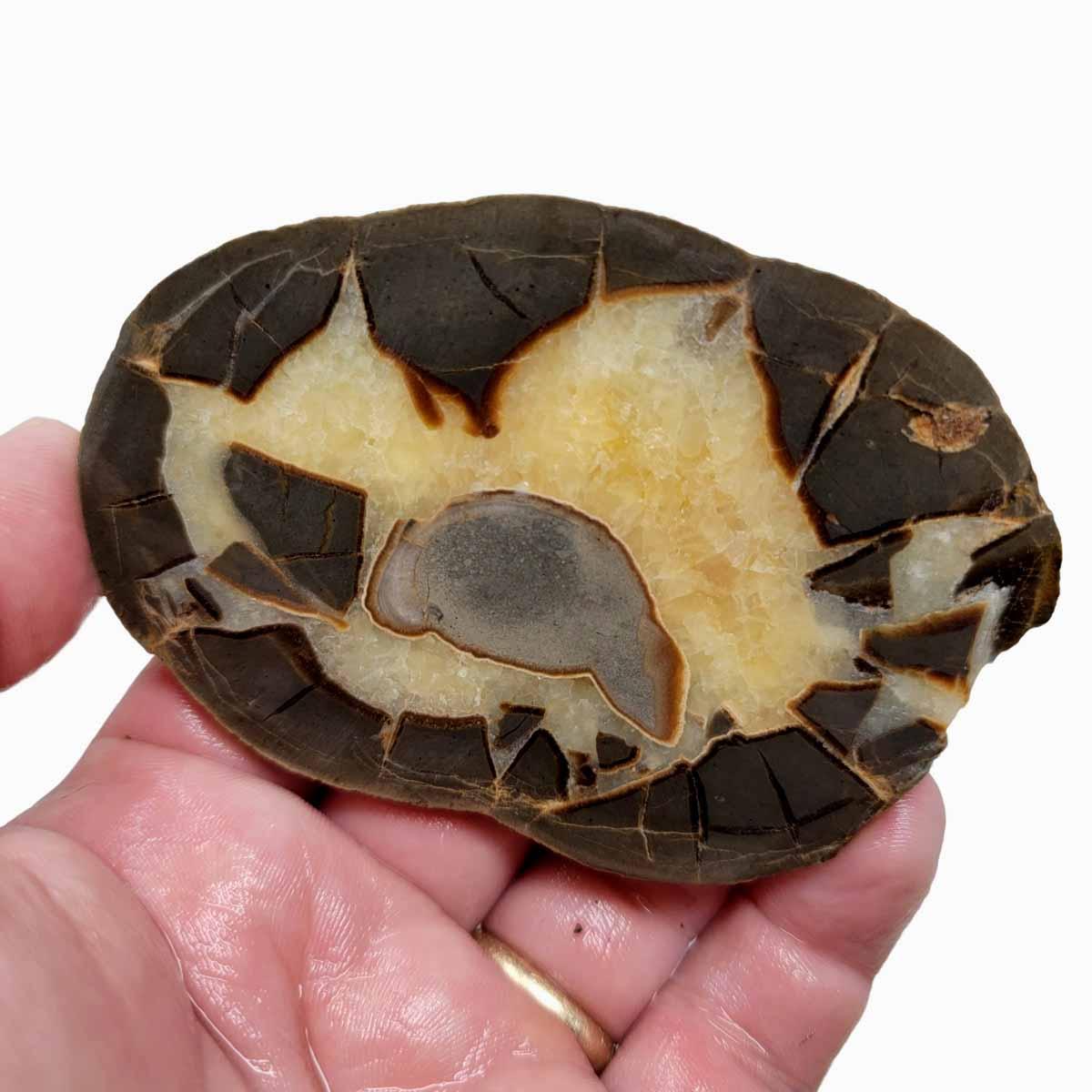Septarian Nodule Slab! Lapidary Stone Slab! - LapidaryCentral