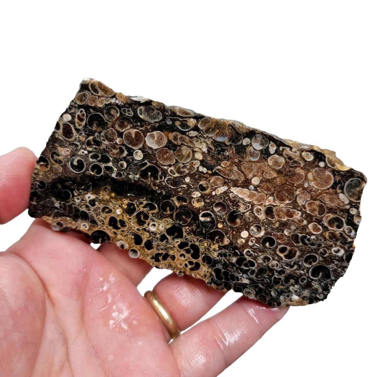 Wyoming Turritella Agate Slab! Lapidary Stone Slab! - LapidaryCentral