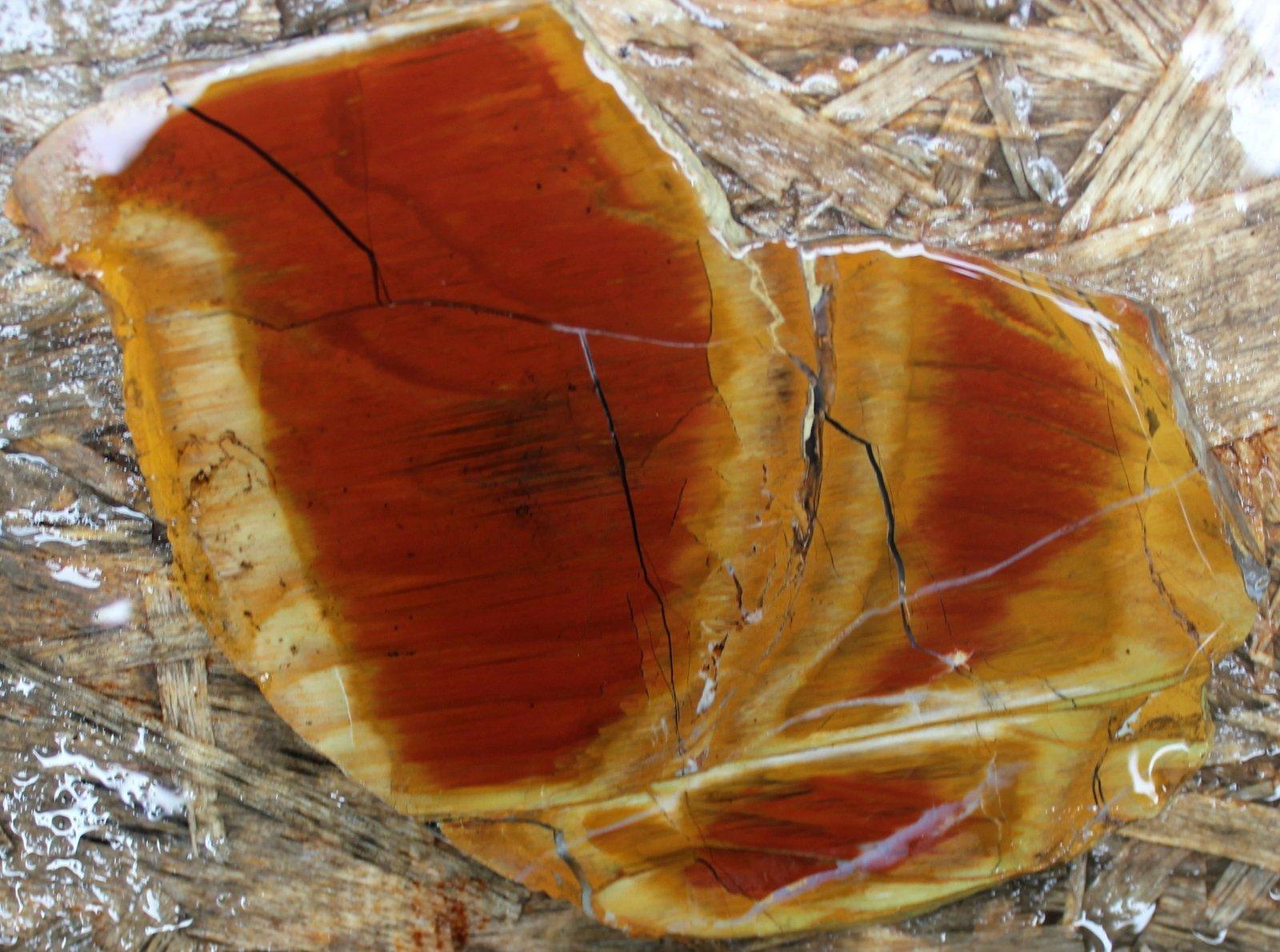 Mystery estate petrified wood slab! stunning!!!! - LapidaryCentral