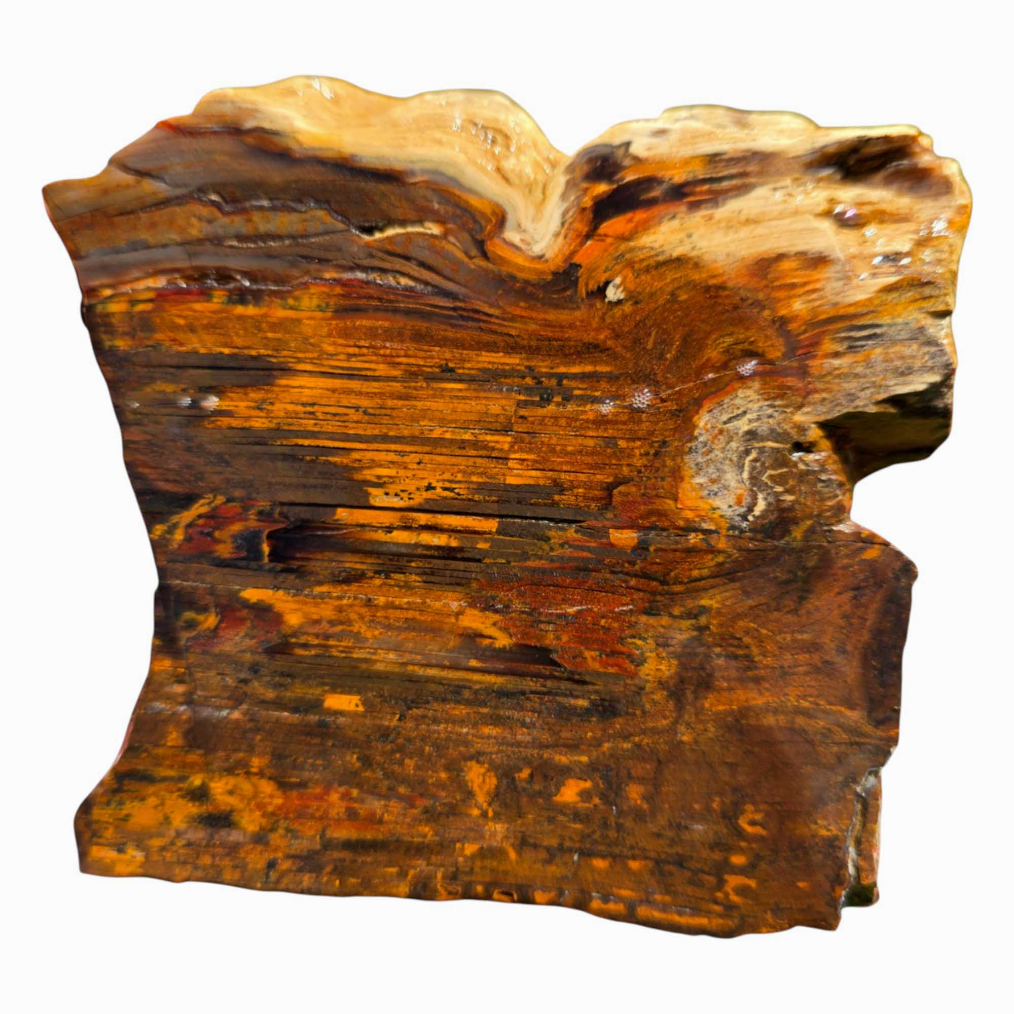 Old Stock Petrified Wood Slab – Bold Grain Rustic Colors #3598-1