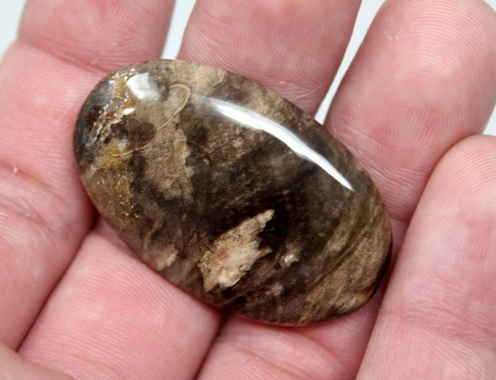 Texas Fossil Palm Root Cabochon! Lapidary Stone Cab! - LapidaryCentral