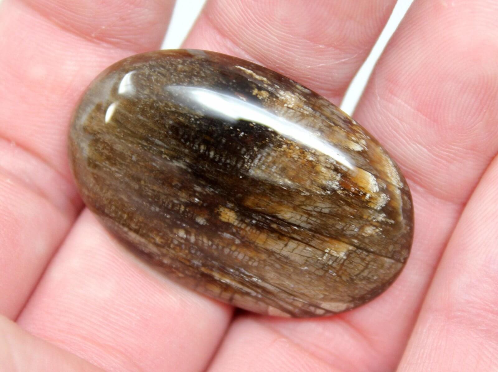 Texas Fossil Palm Root Cabochon! Lapidary Stone Cab! - LapidaryCentral