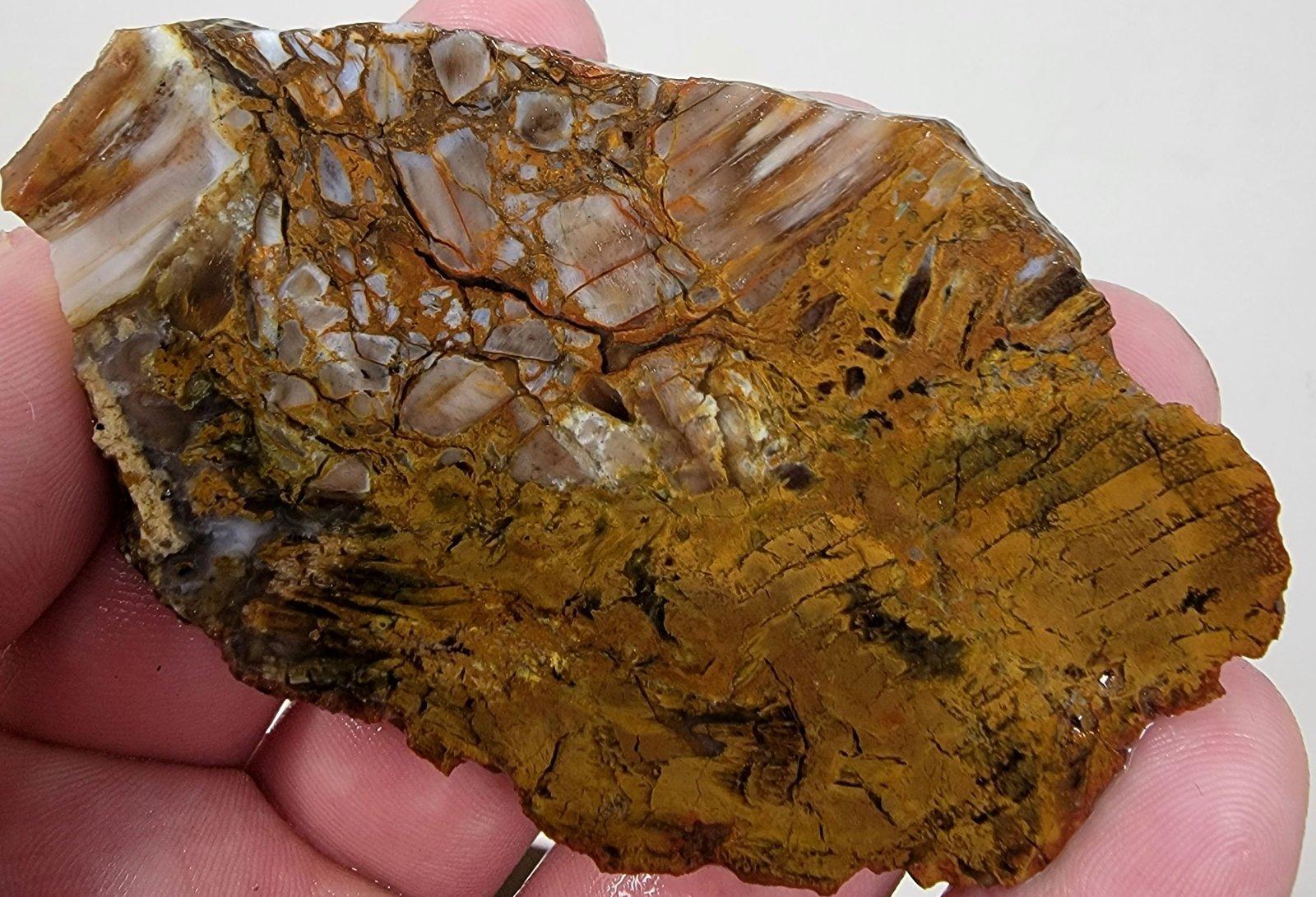 Texas Shrinkwood Petrified Wood Slab! - LapidaryCentral