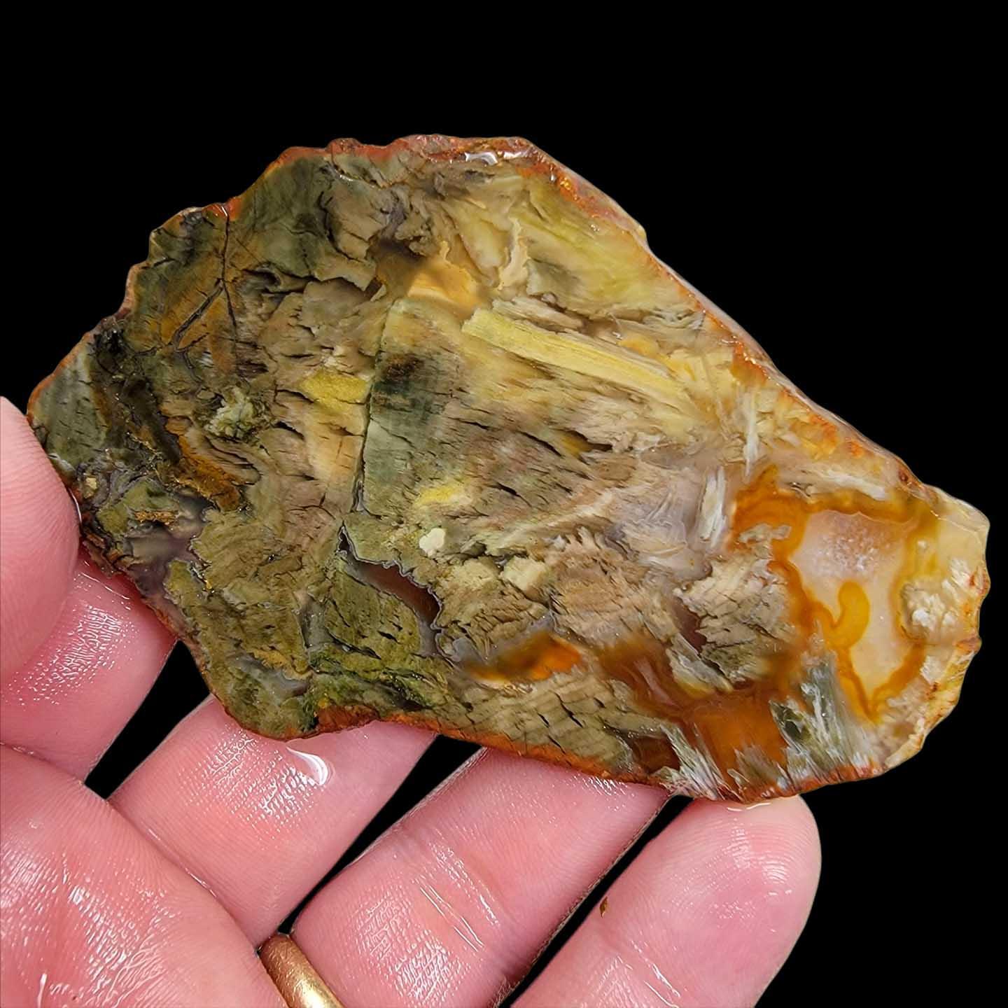 Shrinkwood Petrified Wood Slab! Lapidary Stone Slab! - LapidaryCentral