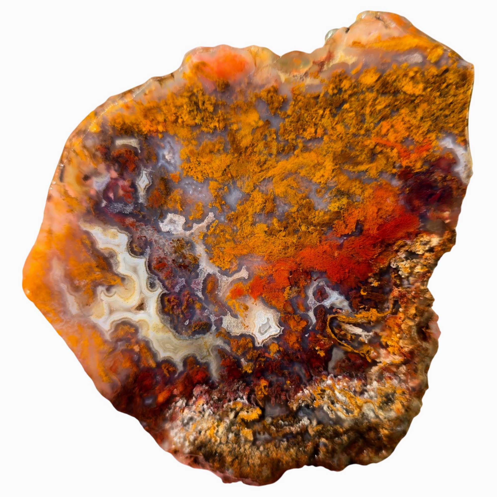 San Carlos Agate Slab – Bright Red Gold Orange Moss – Mexico High Contrast