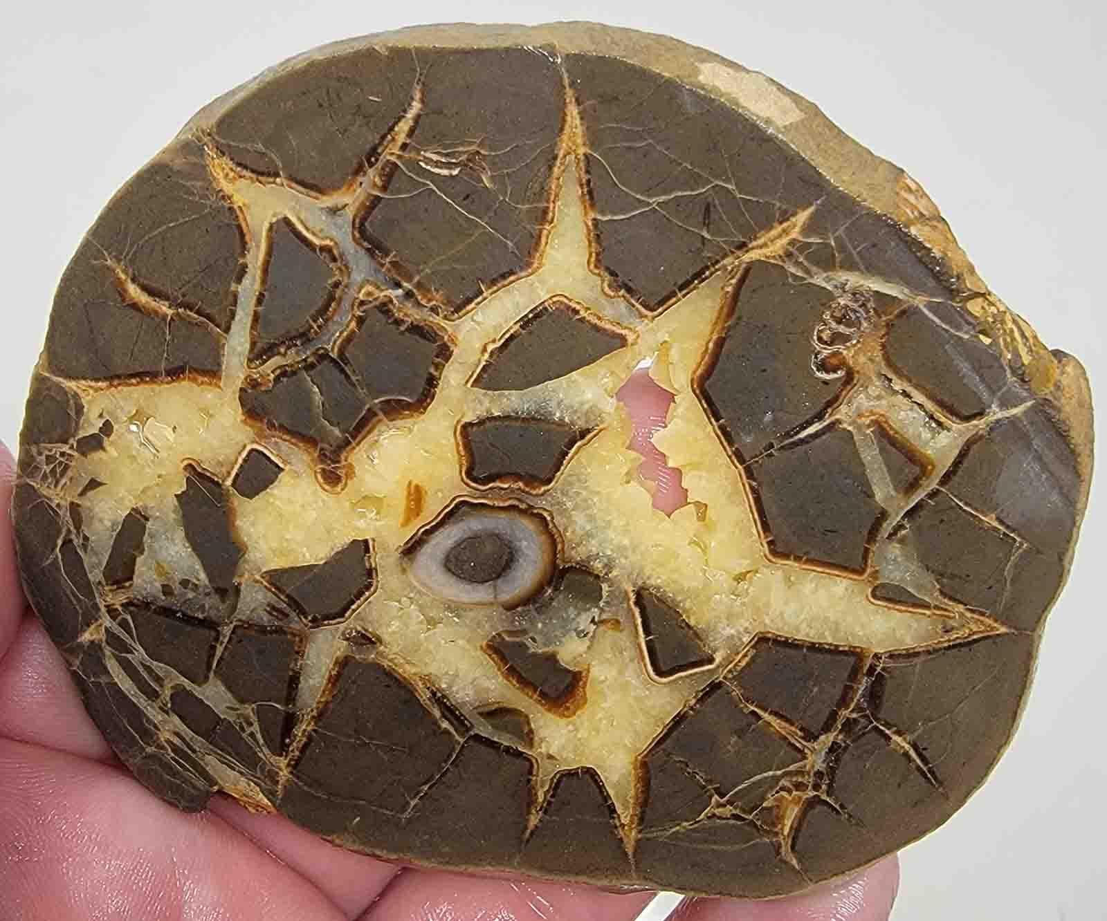 Utah Septarian Nodule Slab! Lapidary Stone Slab! - LapidaryCentral