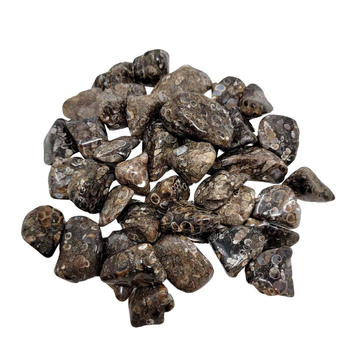 Fossil Turritella Agate Tumbled Polished Pocket Stones! 200 grams! - LapidaryCentral