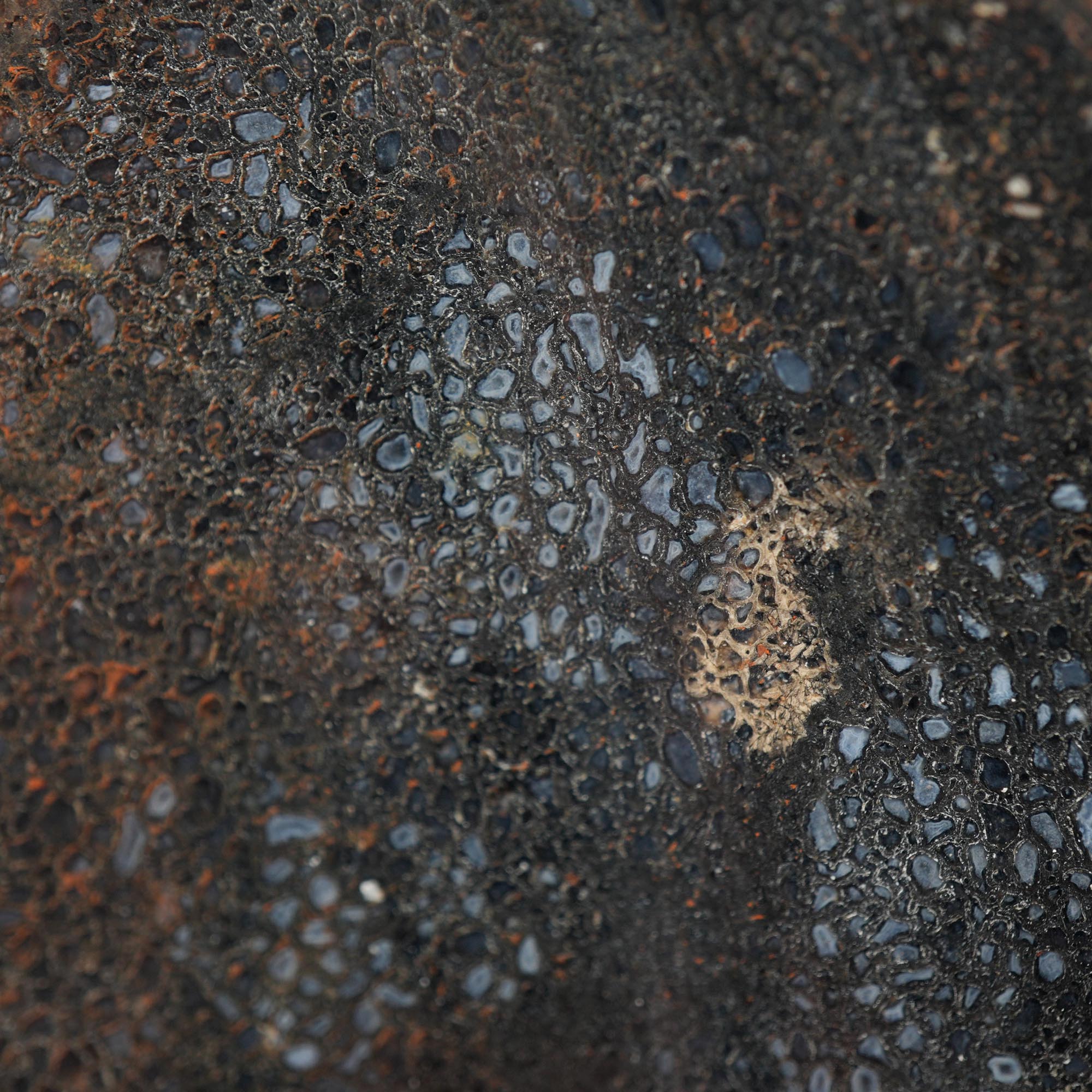 Gem Dinosaur Bone Endcut - Defined Cell Pattern Calcite Bone