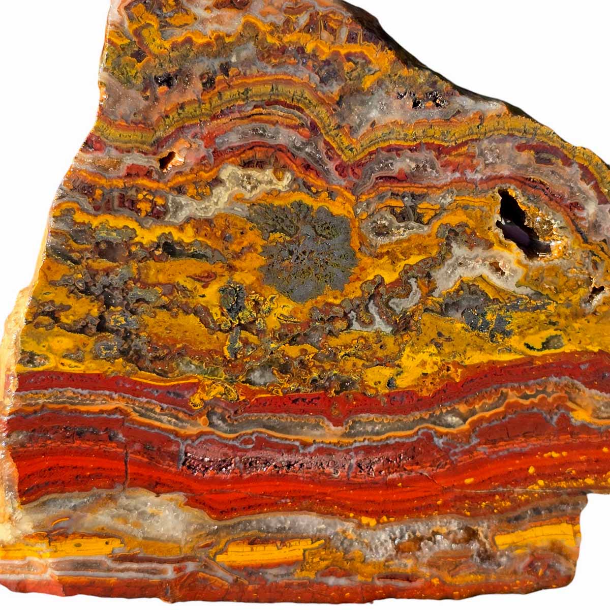 Apple Valley Jasper Slab Fossil Stromatolite Lapidary Stone Slice Cut Rock