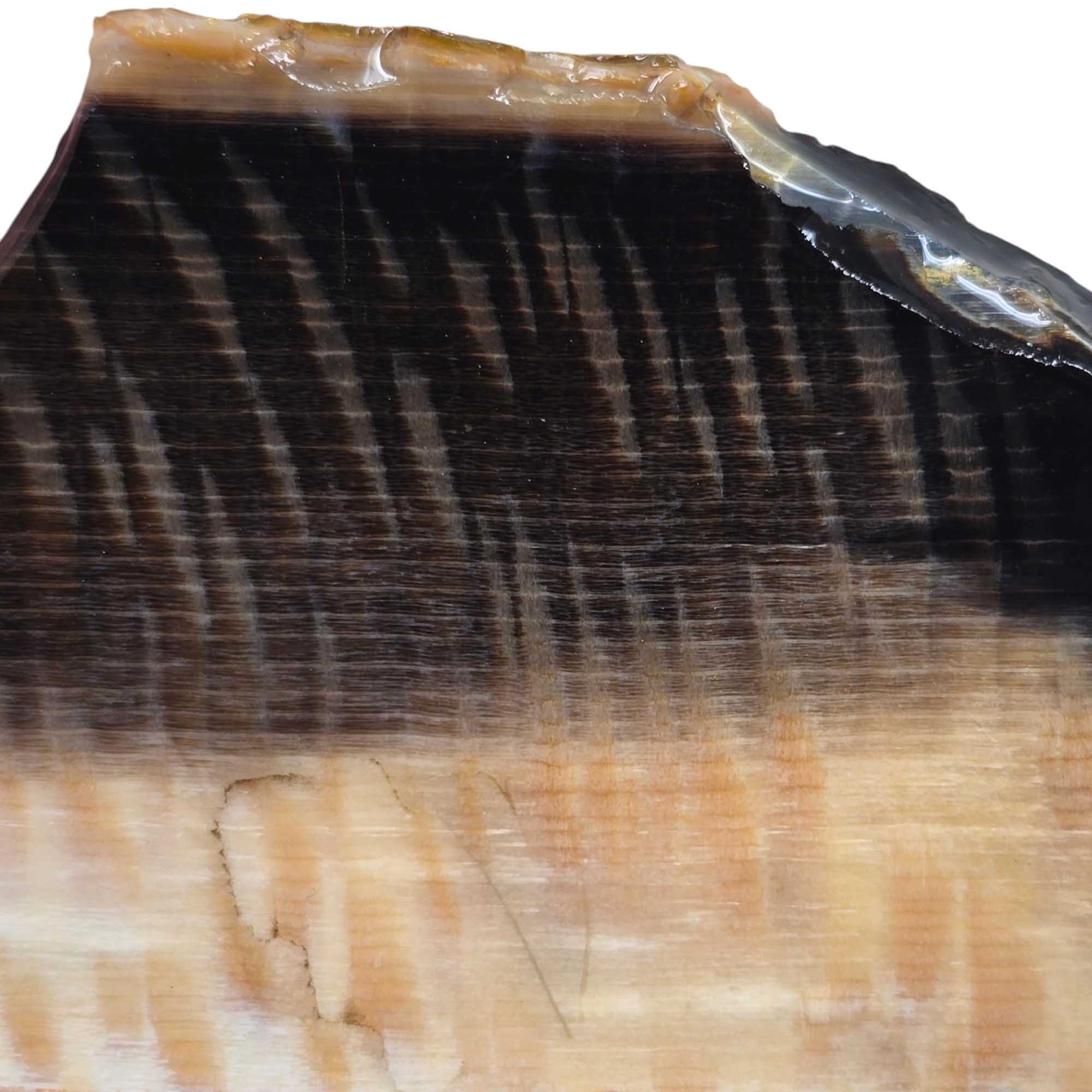 RARE Badger Pocket Petrified Wood Slab Lapidary Stone Slice Cut Rock