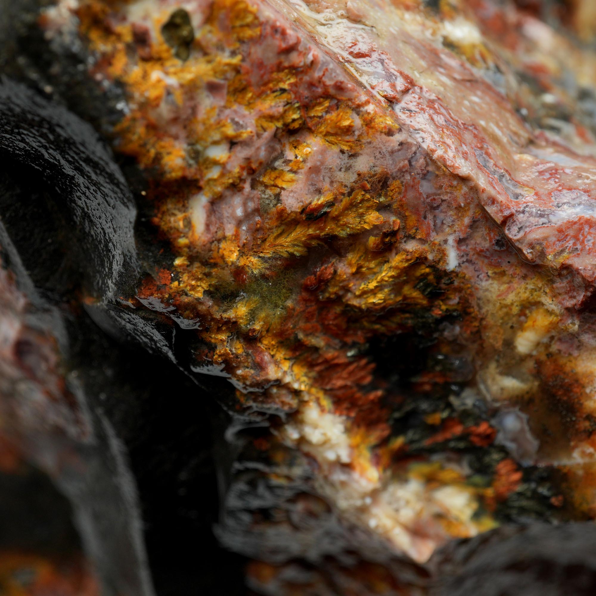 Eagle Rock Plume Agate Rough - Multicolored Breccia and Plume