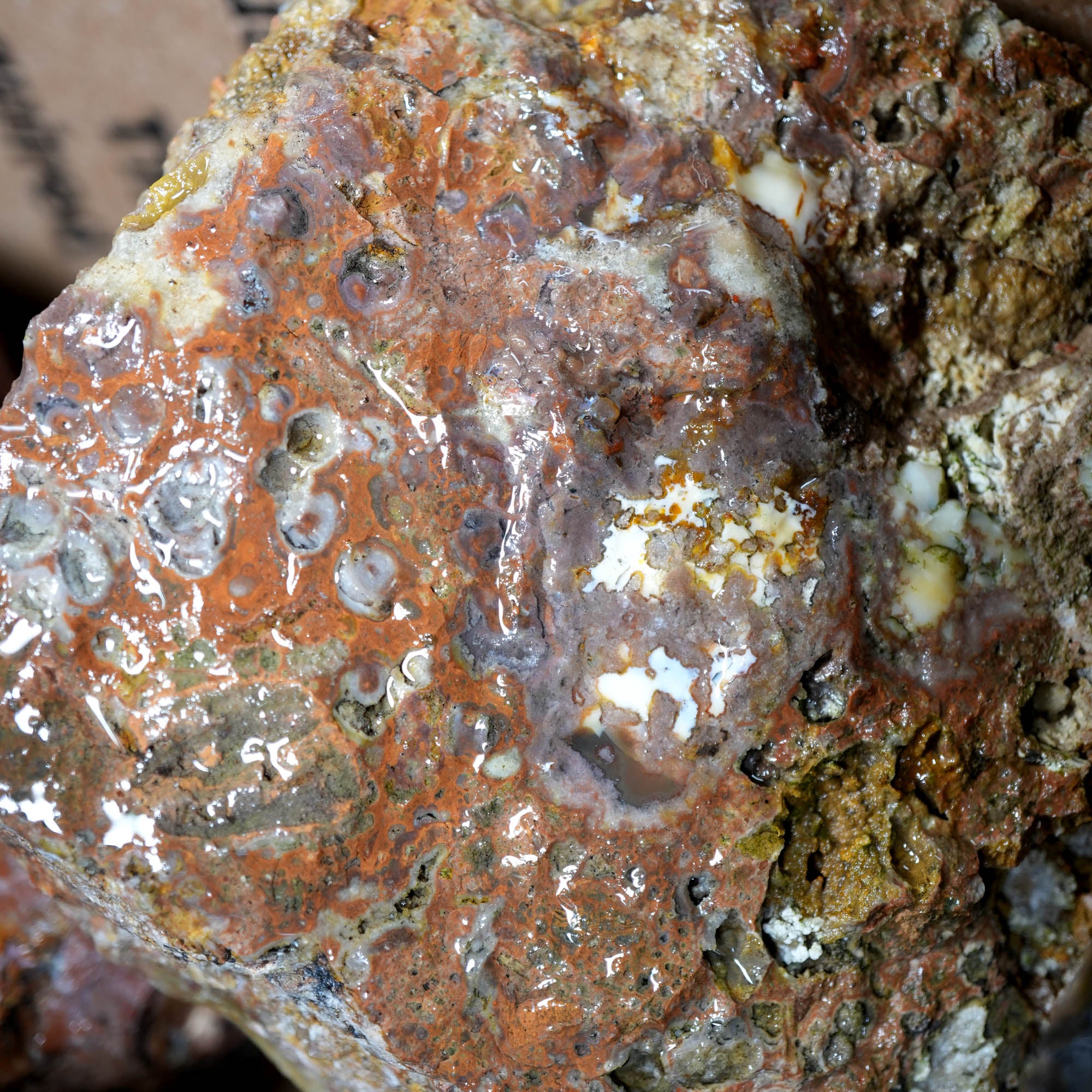 Eagle Rock Plume Agate Rough Flatrate - Multiple Varieties