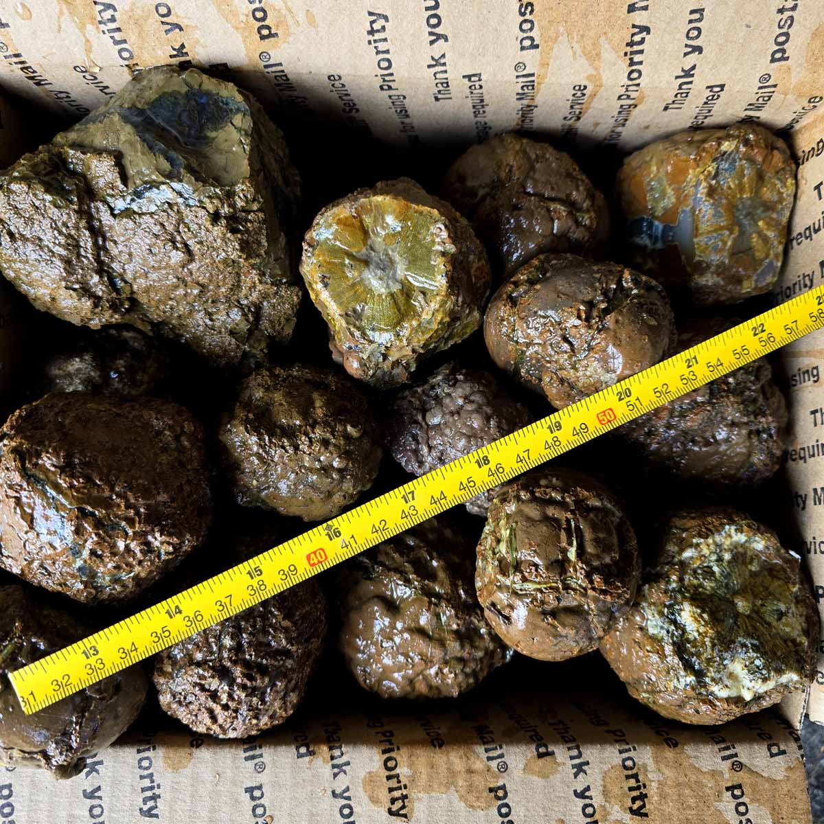 Old Stock Oregon Thunderegg Cutting Rough Flatrate