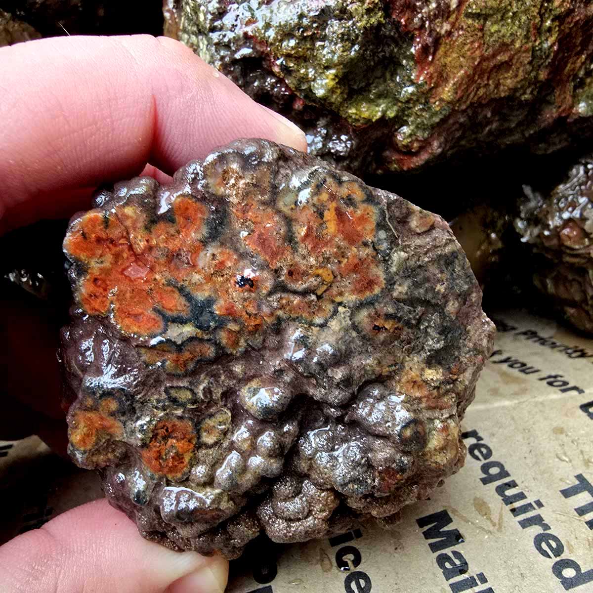 Old Stock Oregon Thunderegg Cutting Rough Flatrate Slicing Stones Rock Box