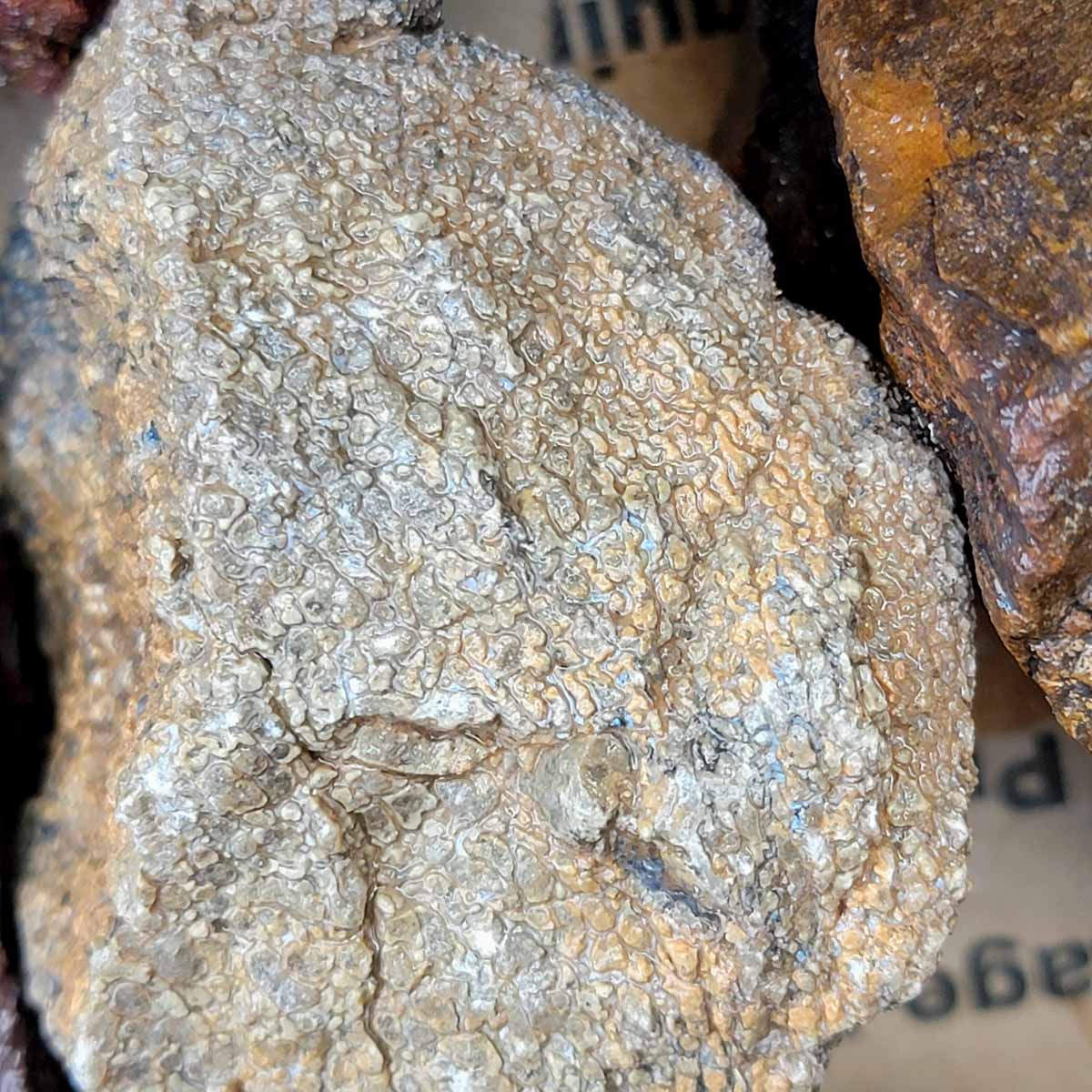 Gamble Discount Gem Dinosaur Bone Rough Flatrate!