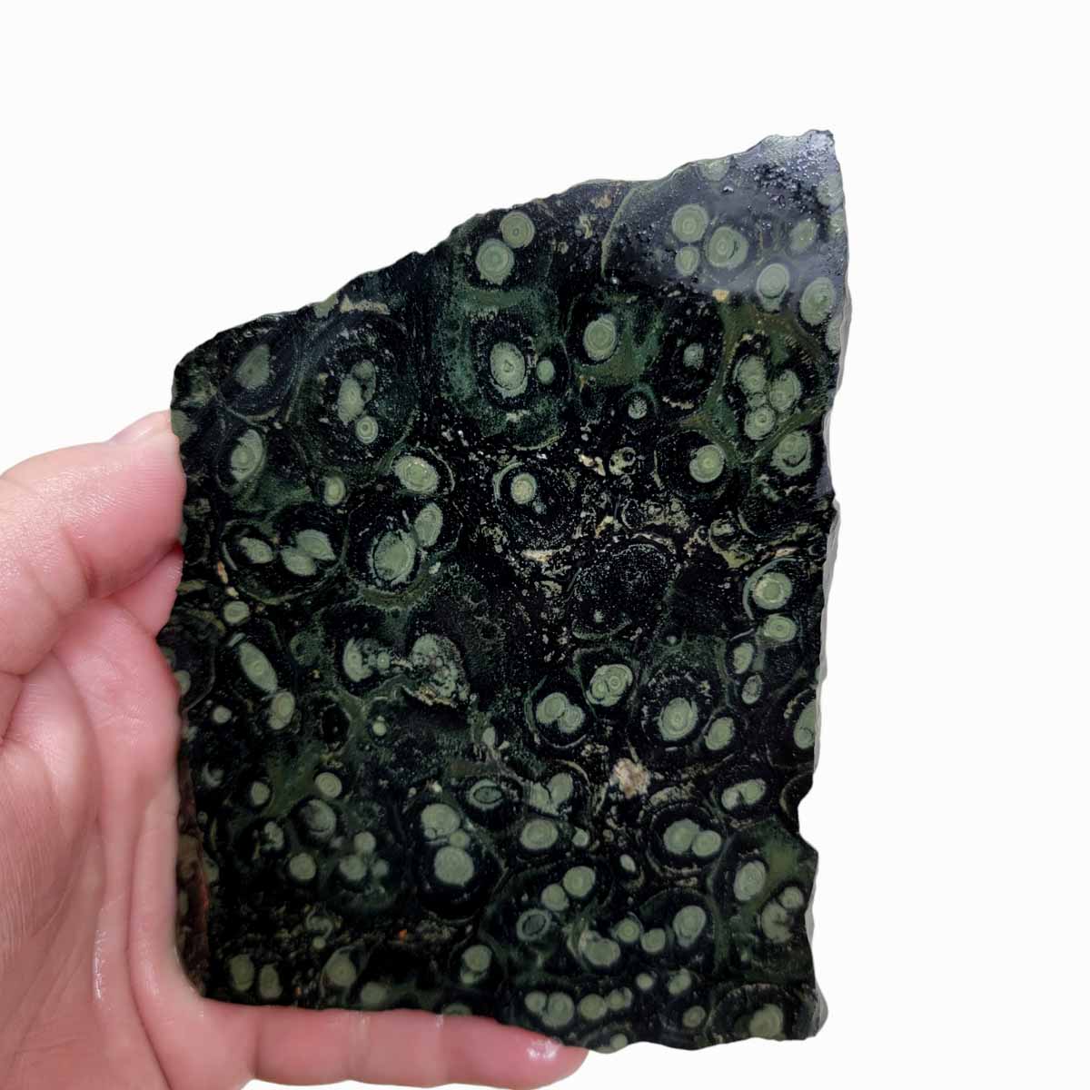 Kambaba Jasper Fossil Stromatolite Slab!  Lapidary Stone Slab!