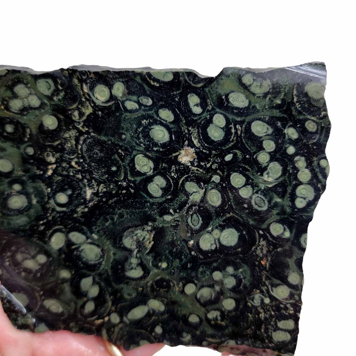 Kambaba Jasper Fossil Stromatolite Slab!  Lapidary Stone Slab!