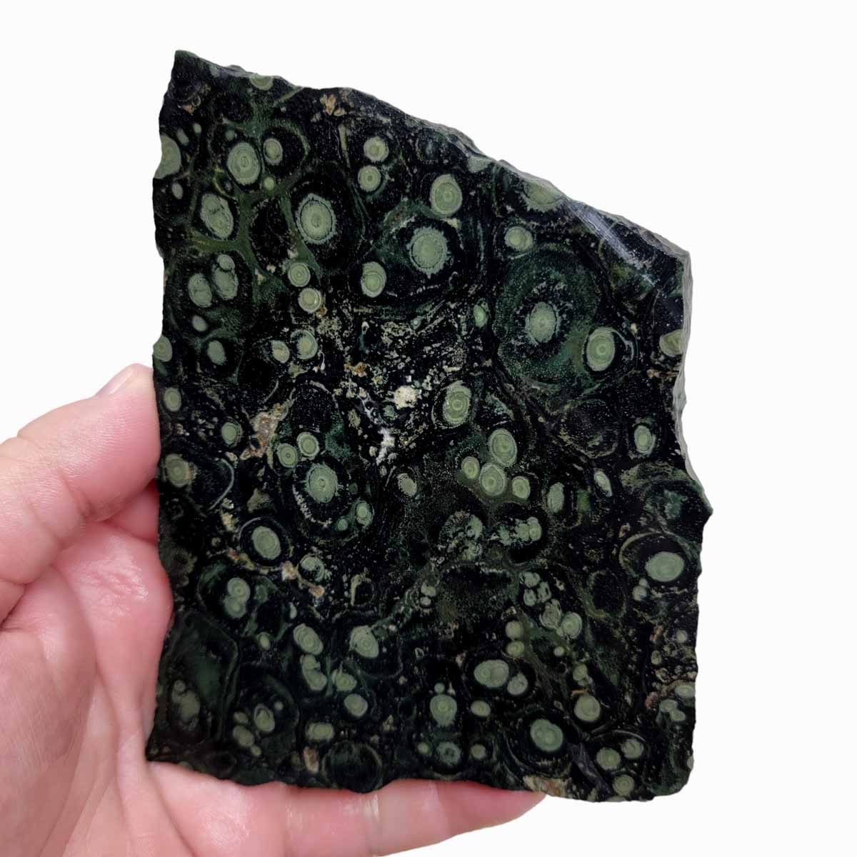 Kambaba Jasper Fossil Stromatolite Slab!  Lapidary Stone Slab!