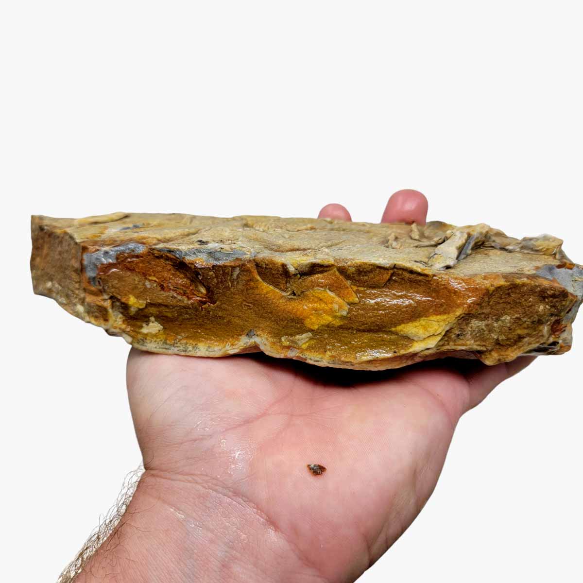 Chicken Track Picture Jasper Rough Chunk!