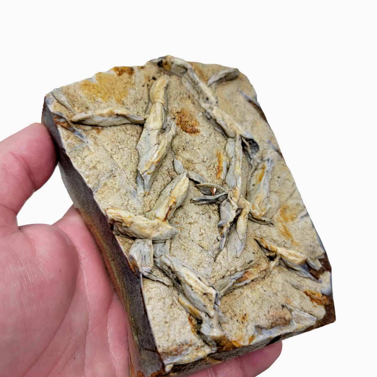 Chicken Track Picture Jasper Rough Chunk!