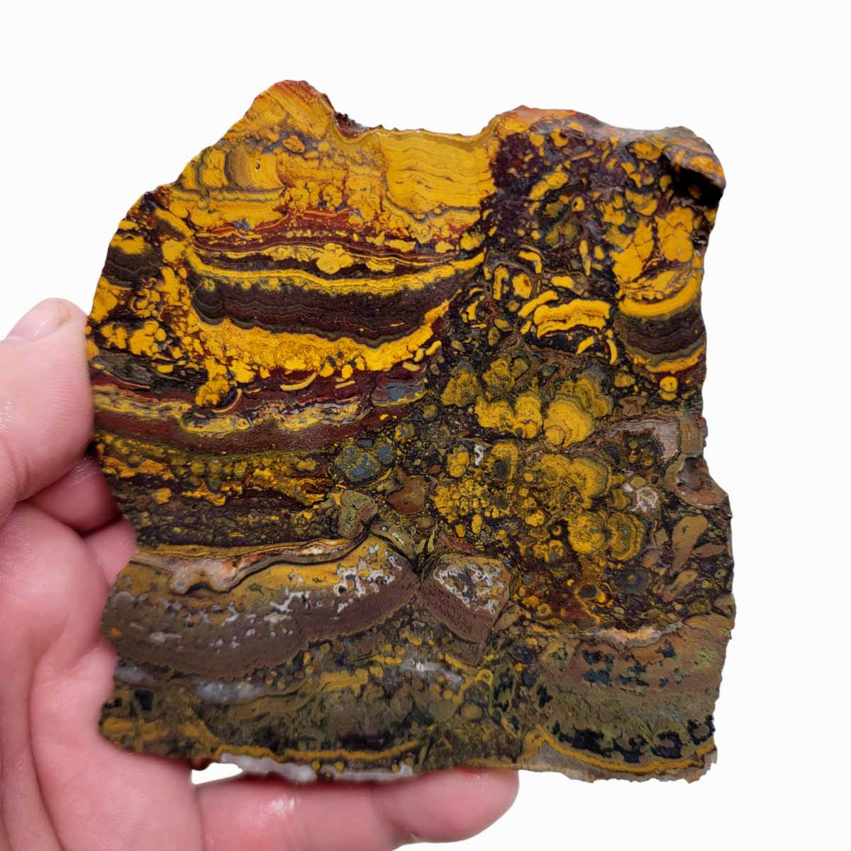 Apple Valley Jasper Slab!  Fossil Stromatolite Slab!