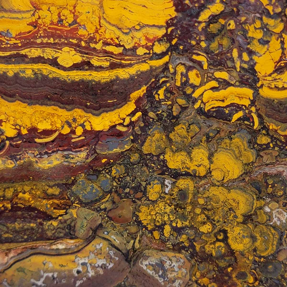 Apple Valley Jasper Slab!  Fossil Stromatolite Slab!