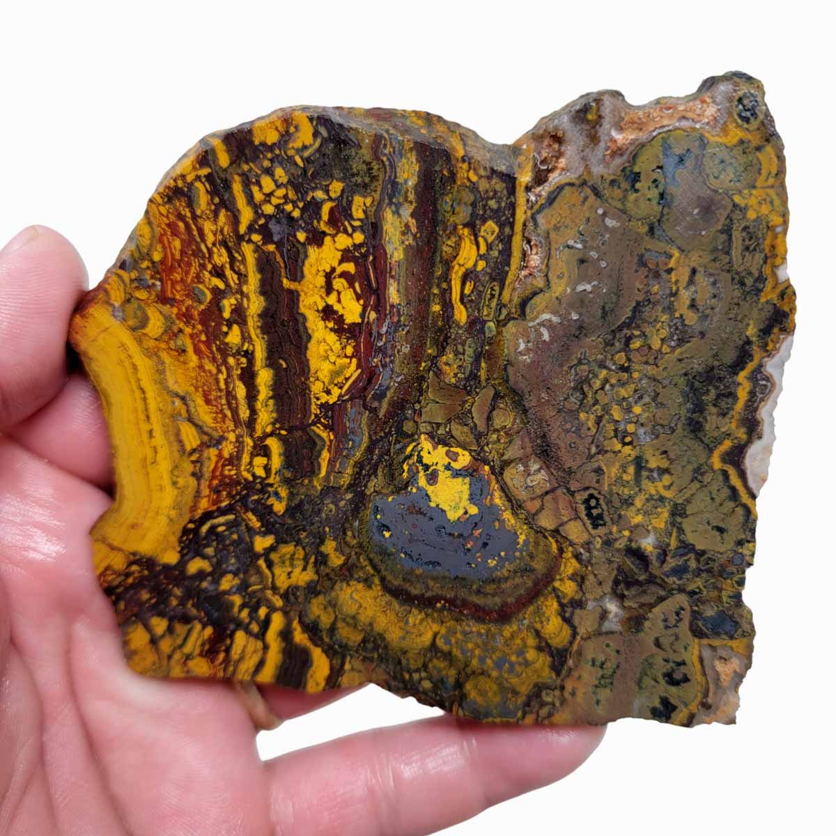 Apple Valley Jasper Slab!  Fossil Stromatolite Slab!