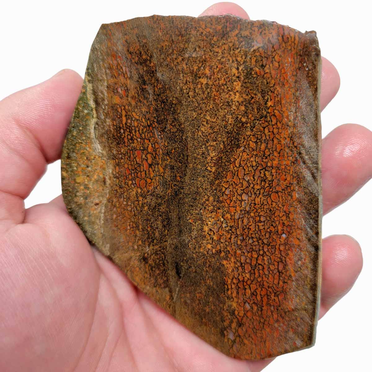 Gem Dinosaur Bone Slab!  Dino Bone Slab!