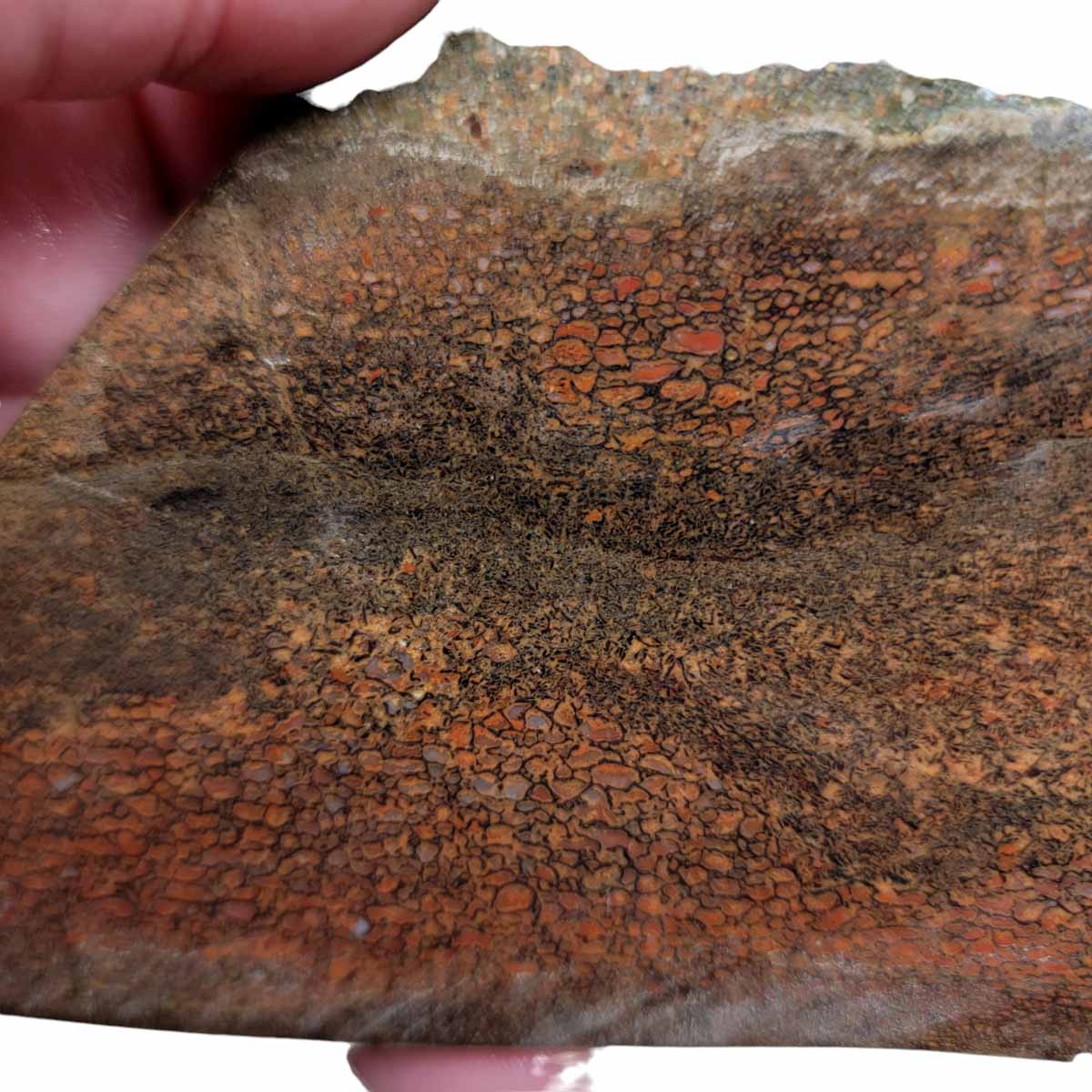 Gem Dinosaur Bone Slab!  Dino Bone Slab!