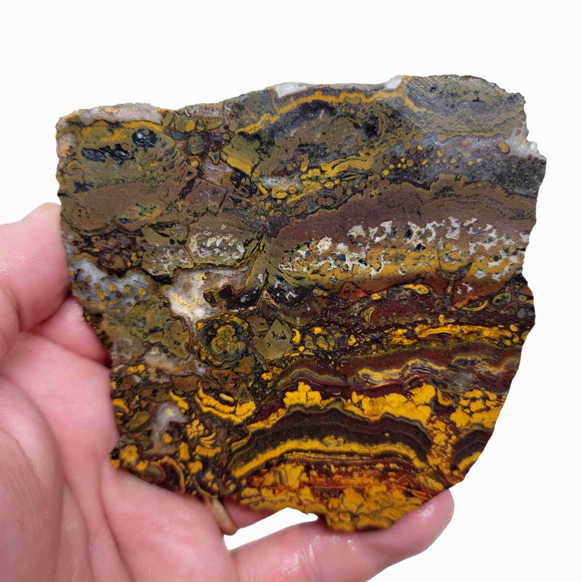 Apple Valley Jasper Slab!  Fossil Stromatolite Slab!