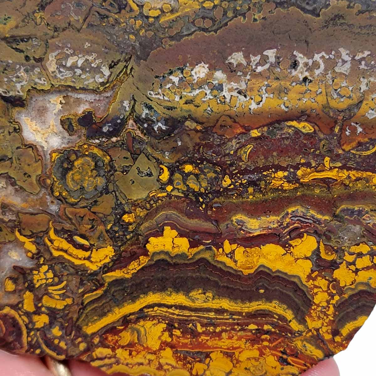 Apple Valley Jasper Slab!  Fossil Stromatolite Slab!