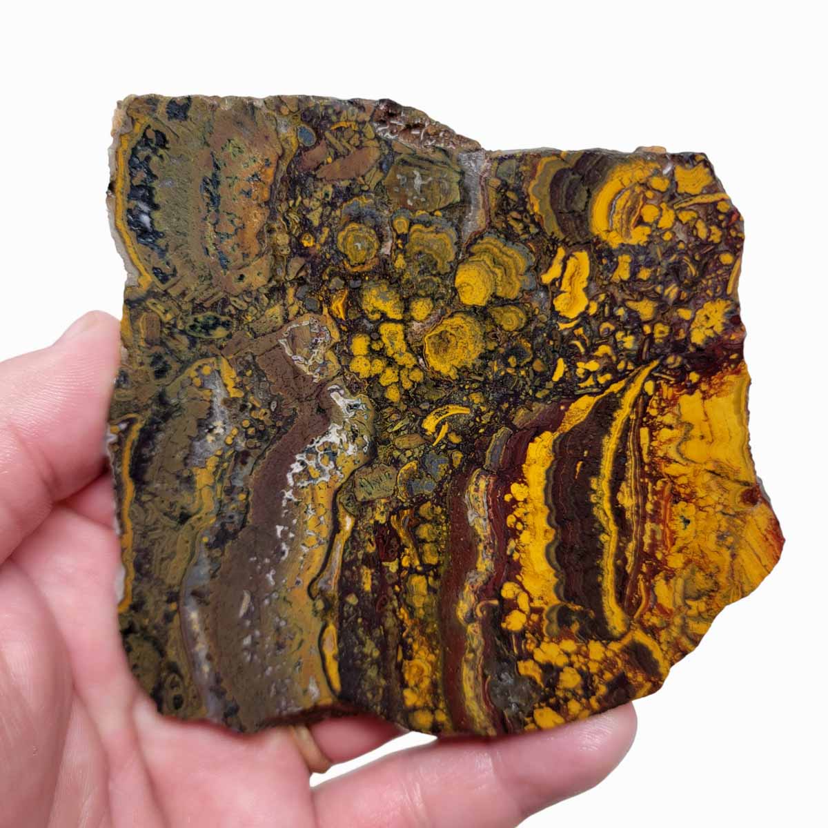 Apple Valley Jasper Slab!  Fossil Stromatolite Slab!